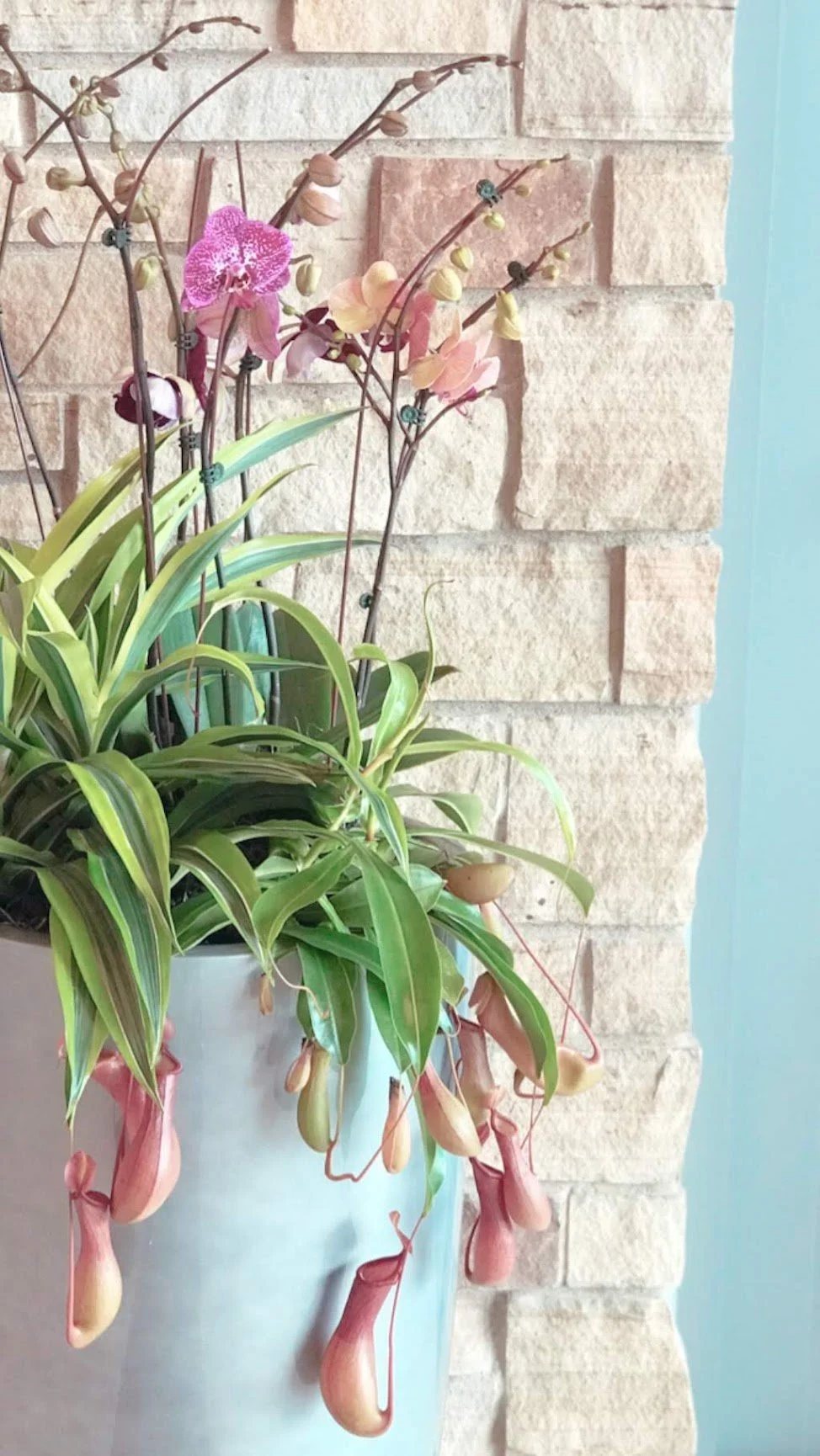 A potted plant with green leaves and pink orchids on a windowsill against a light-colored brick wall.