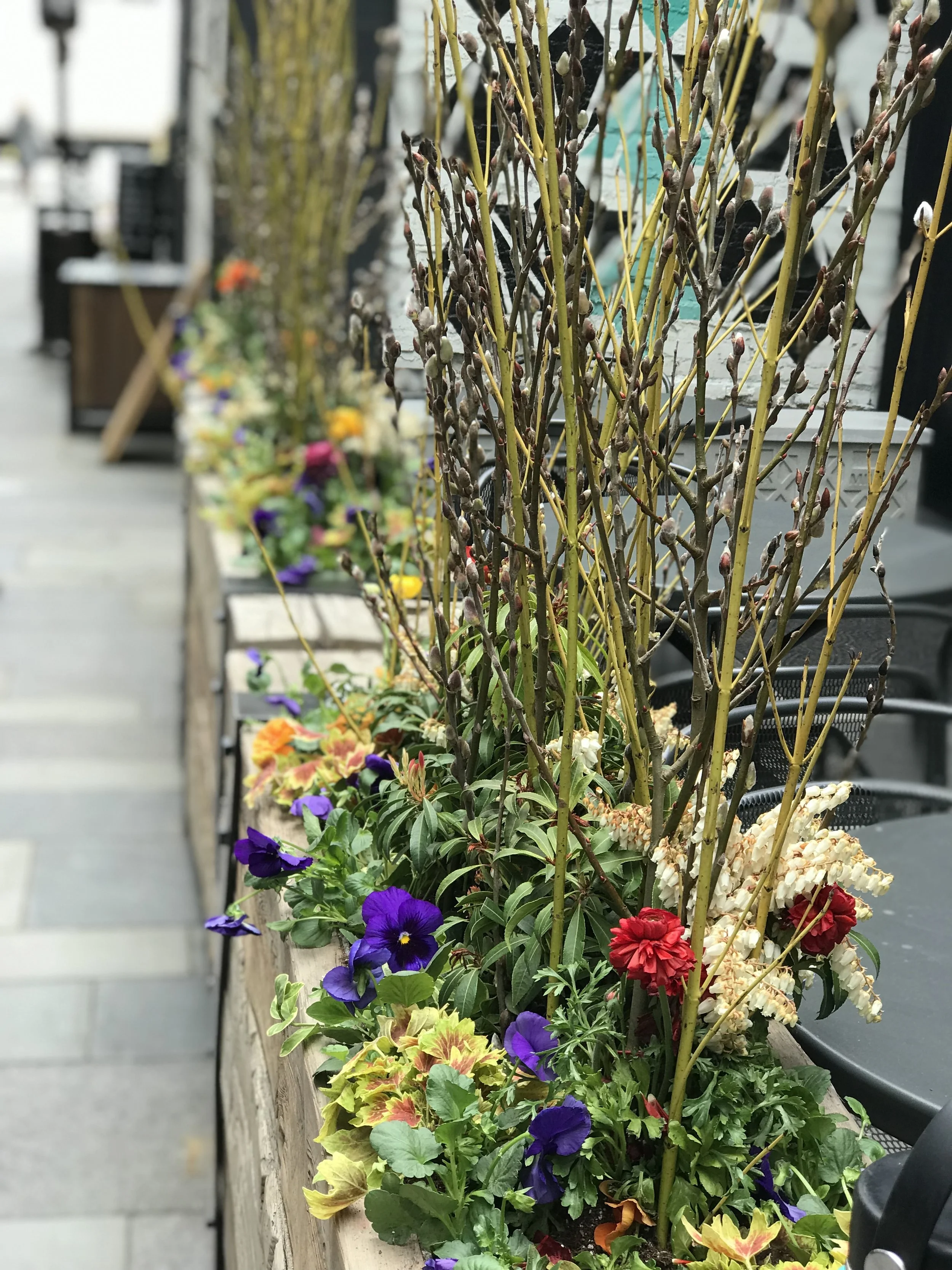 Spring Patio Planter in Northern Colorado
