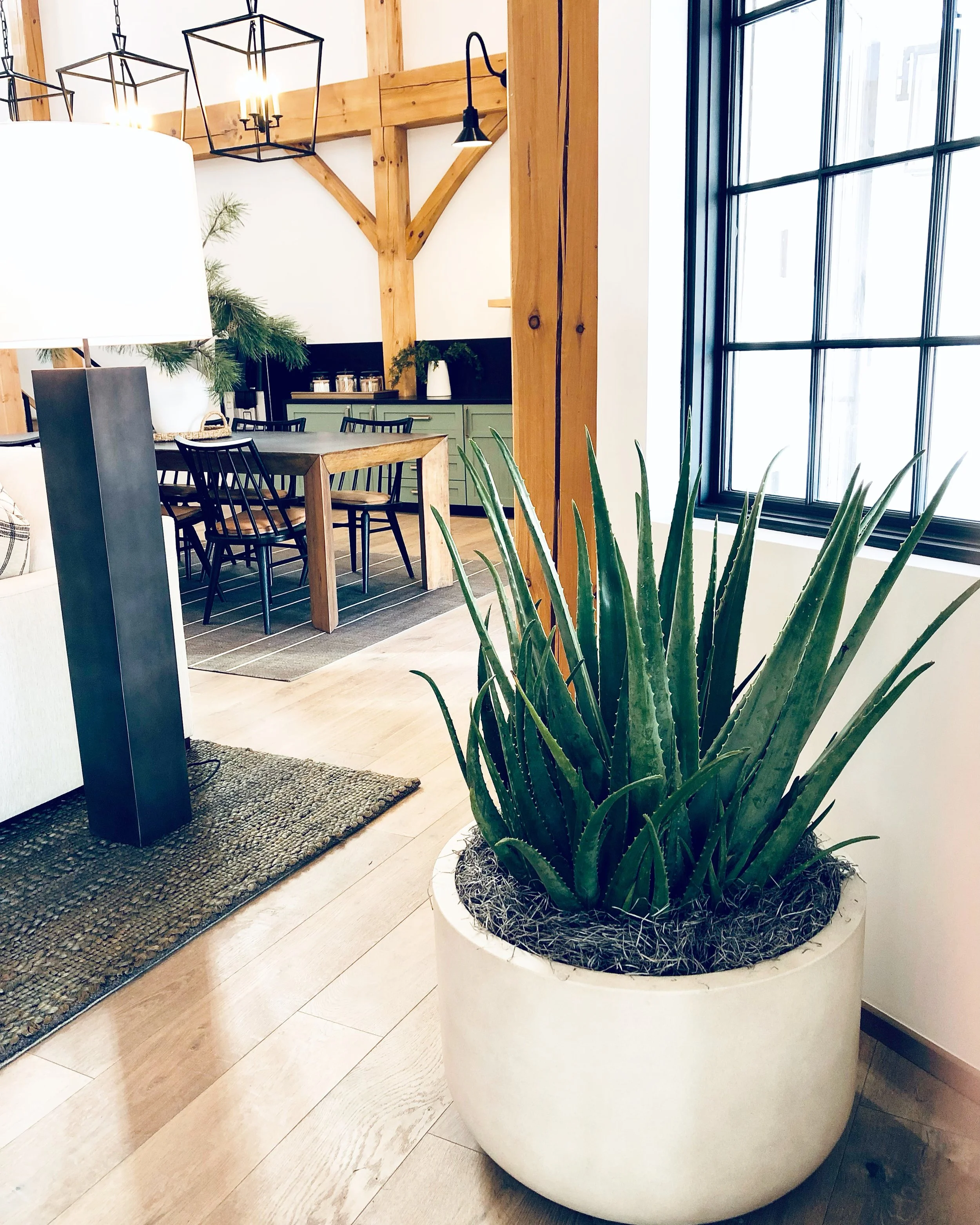 Lobby Plants in Denver Colorado