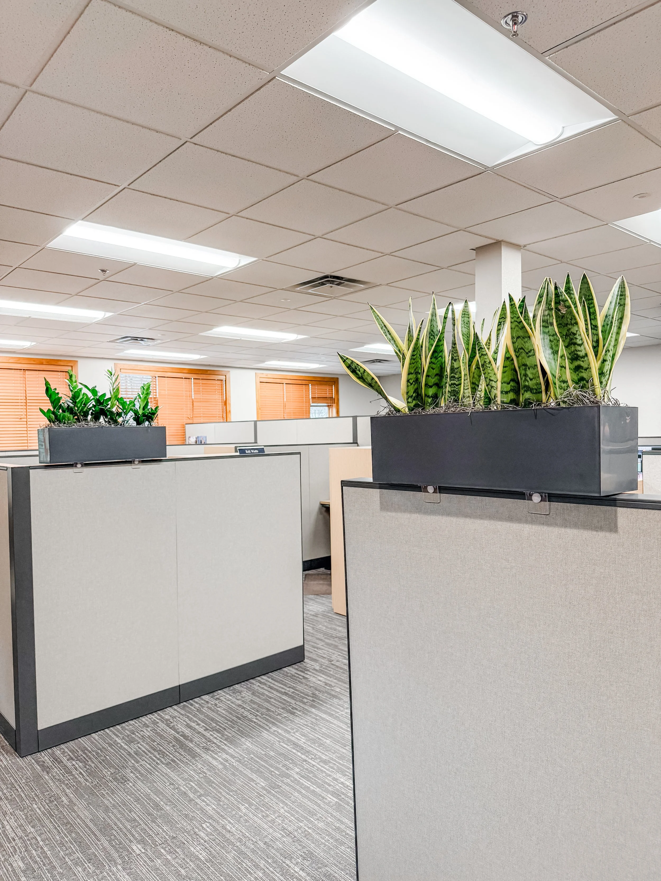 Cubicle Planters in Fort Collins