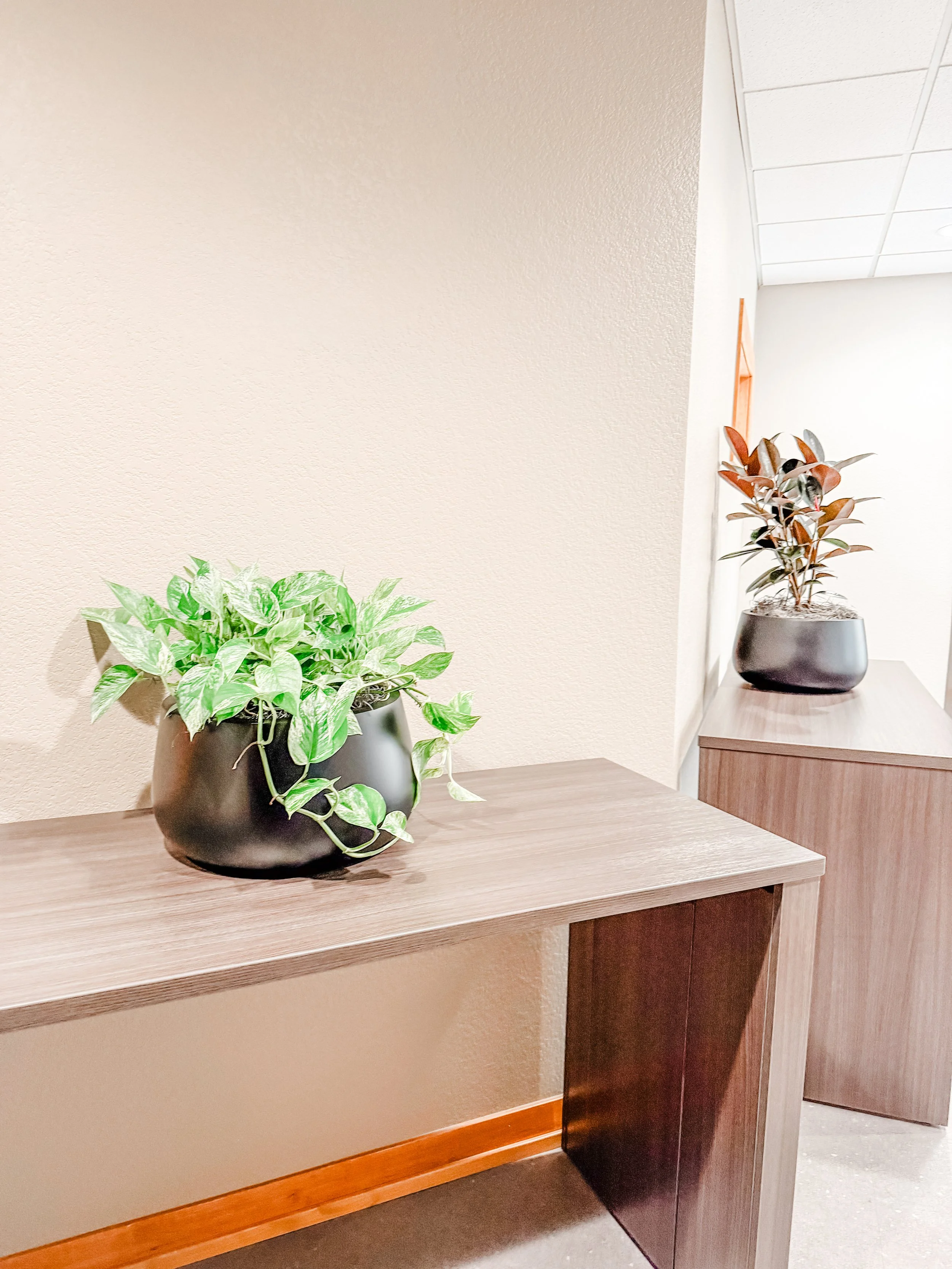 Two potted plants, in an office in Fort Collins Colorado.