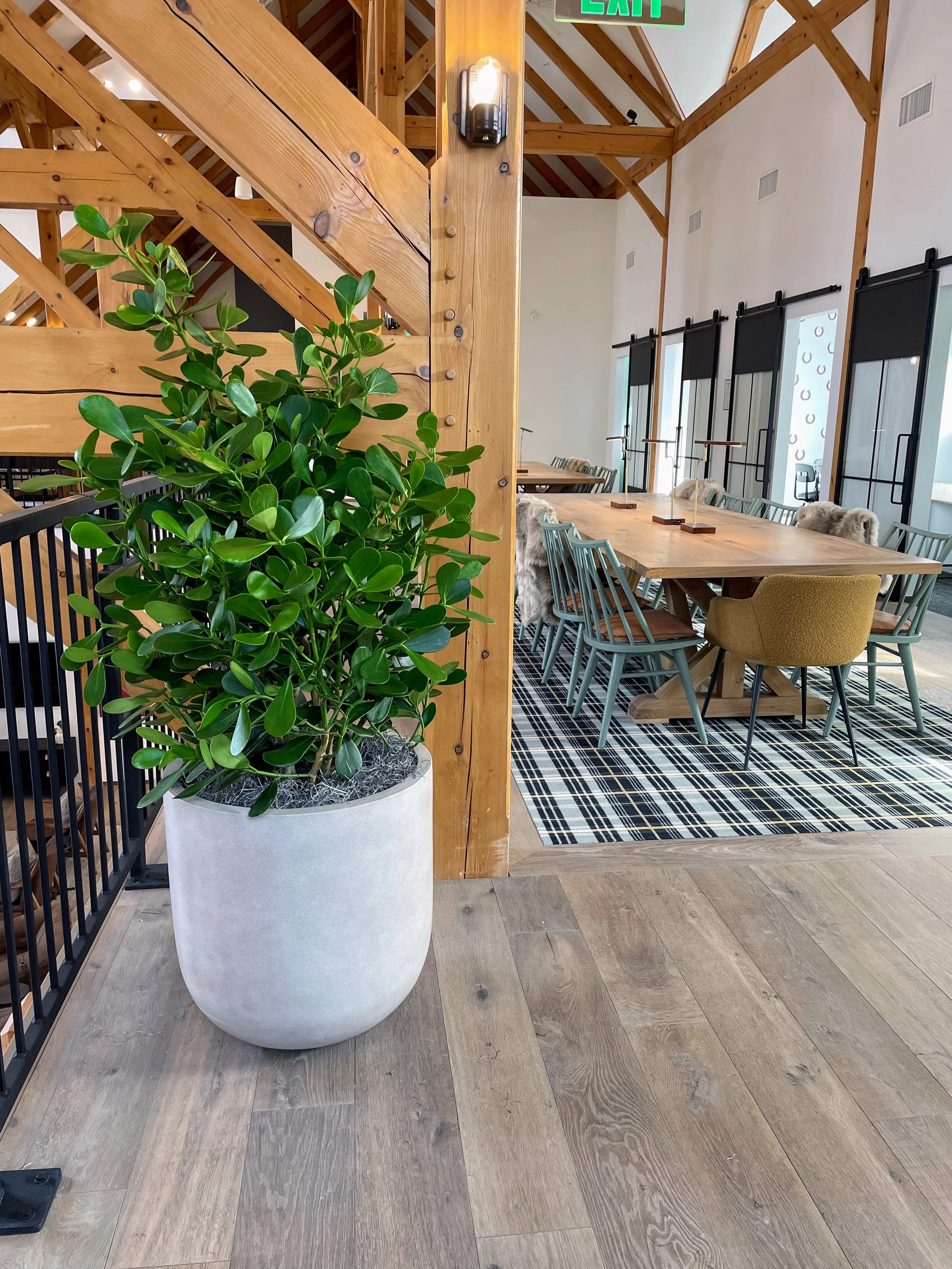 Large potted green plant next to a wooden staircase in a modern interior setting with a dining table and chairs in the background in Northern Colorado lobby.