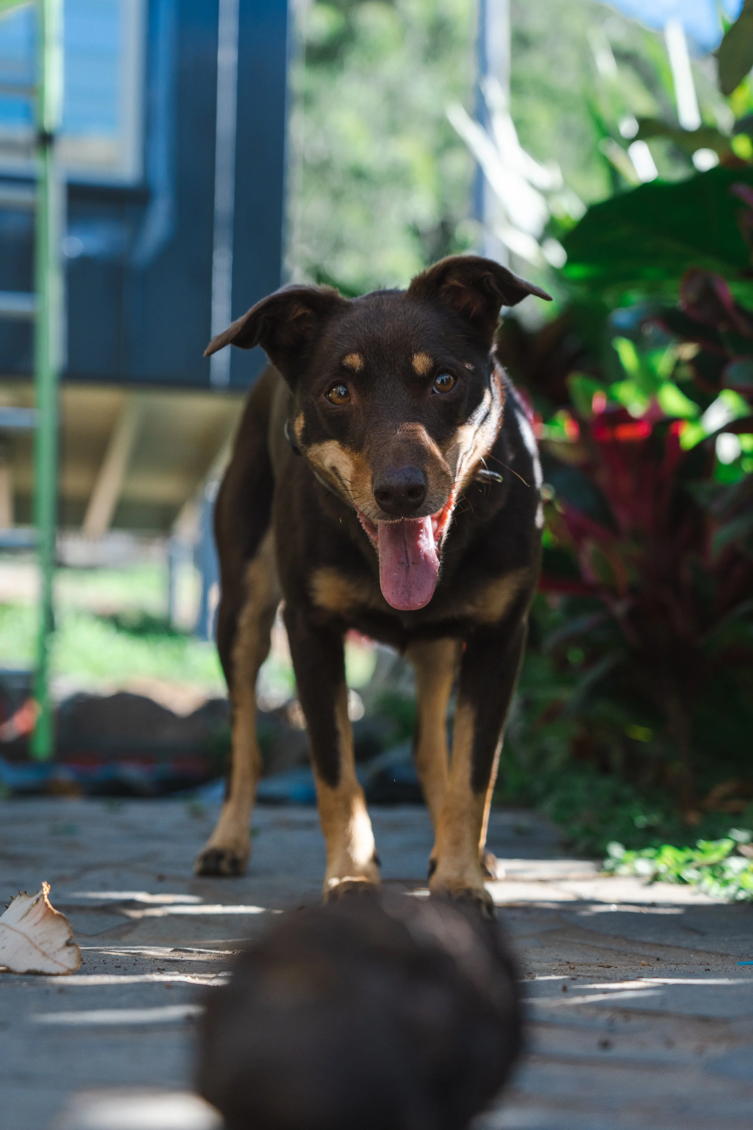 A black and tan dog standing outdoors with its tongue out, looking at the camera, surrounded by green plants and blue structures.