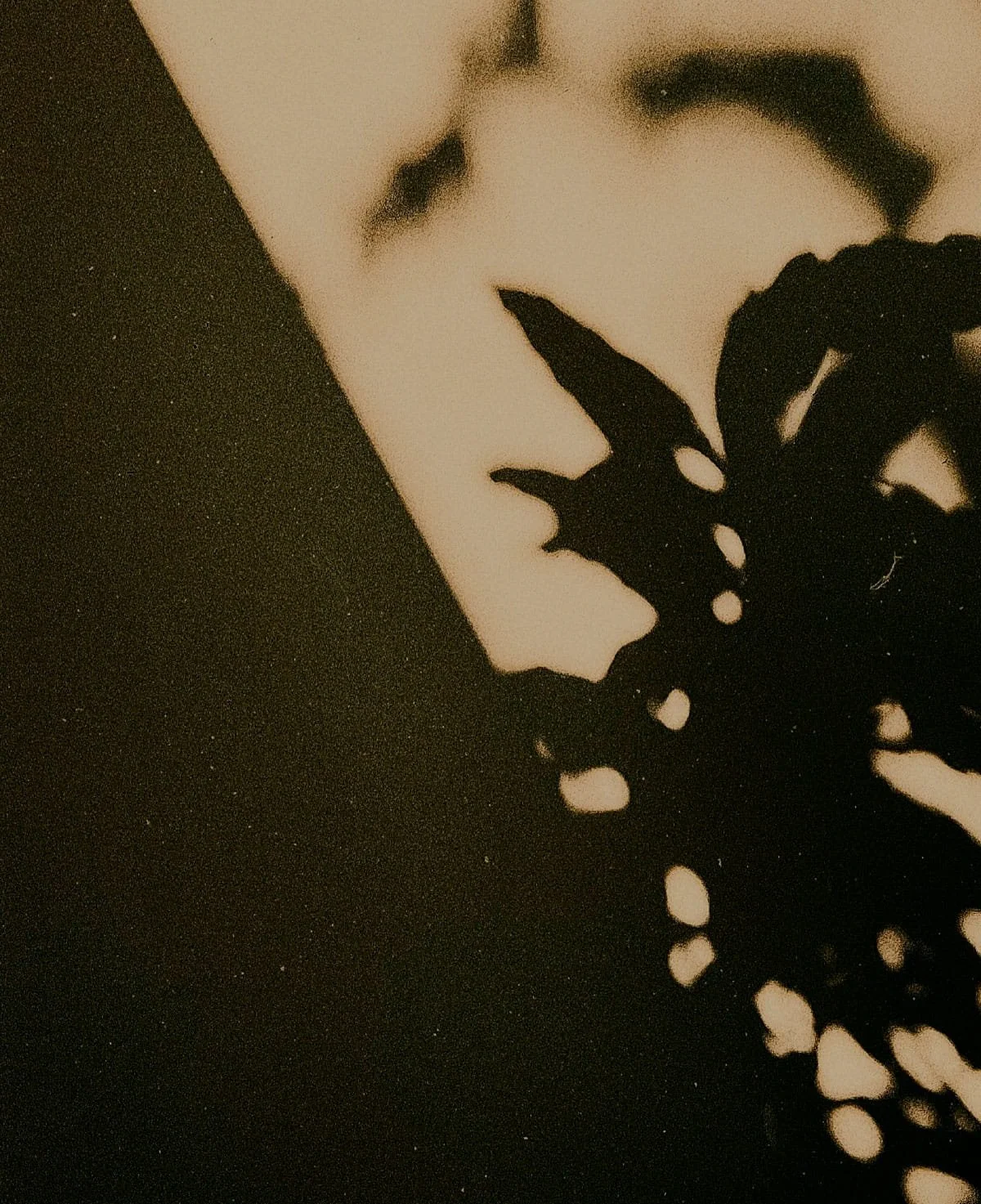 Abstract image, the shadow of a tree on the wall