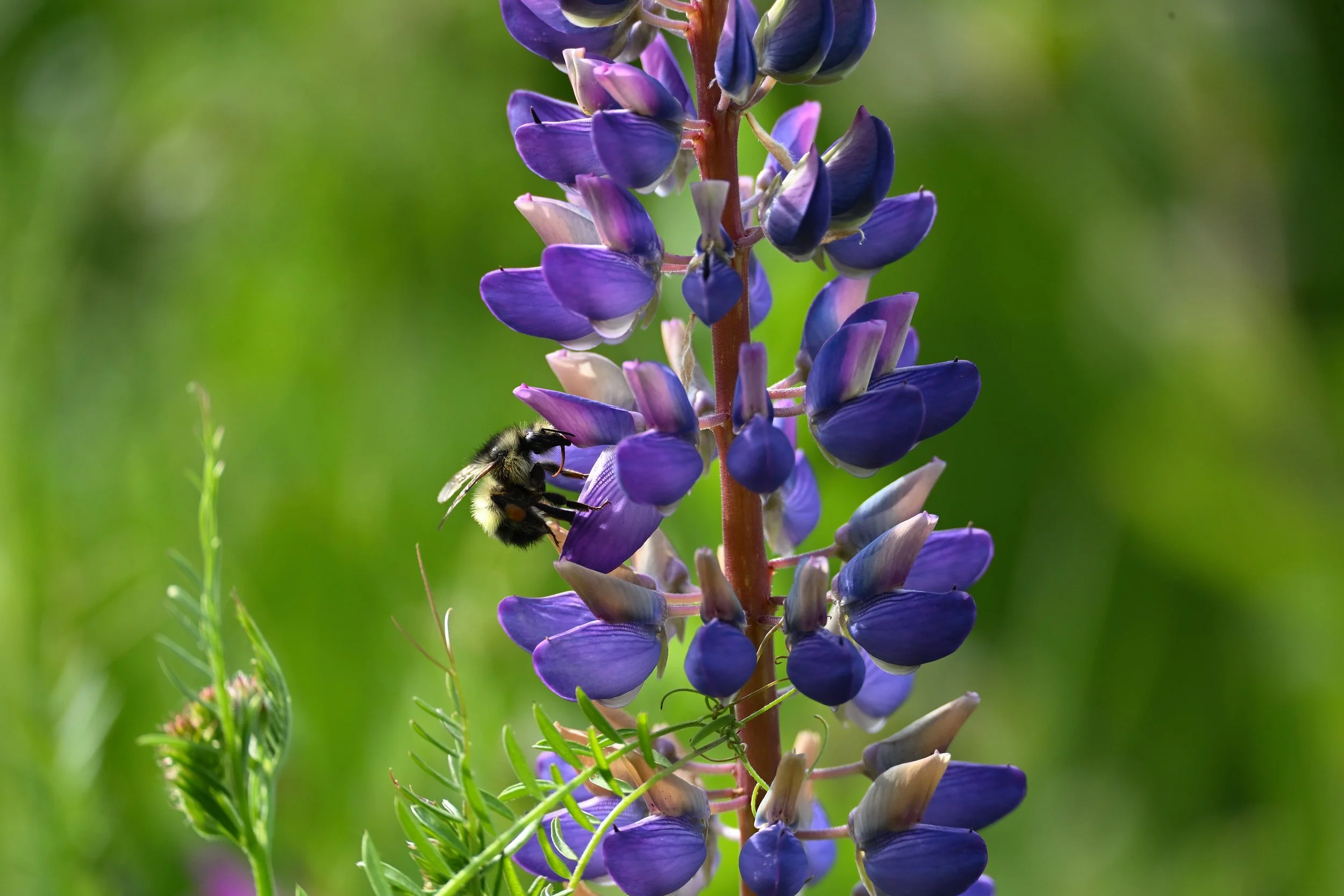 Fuzzy bumblebee collecting pollen from a purple lupine flower.