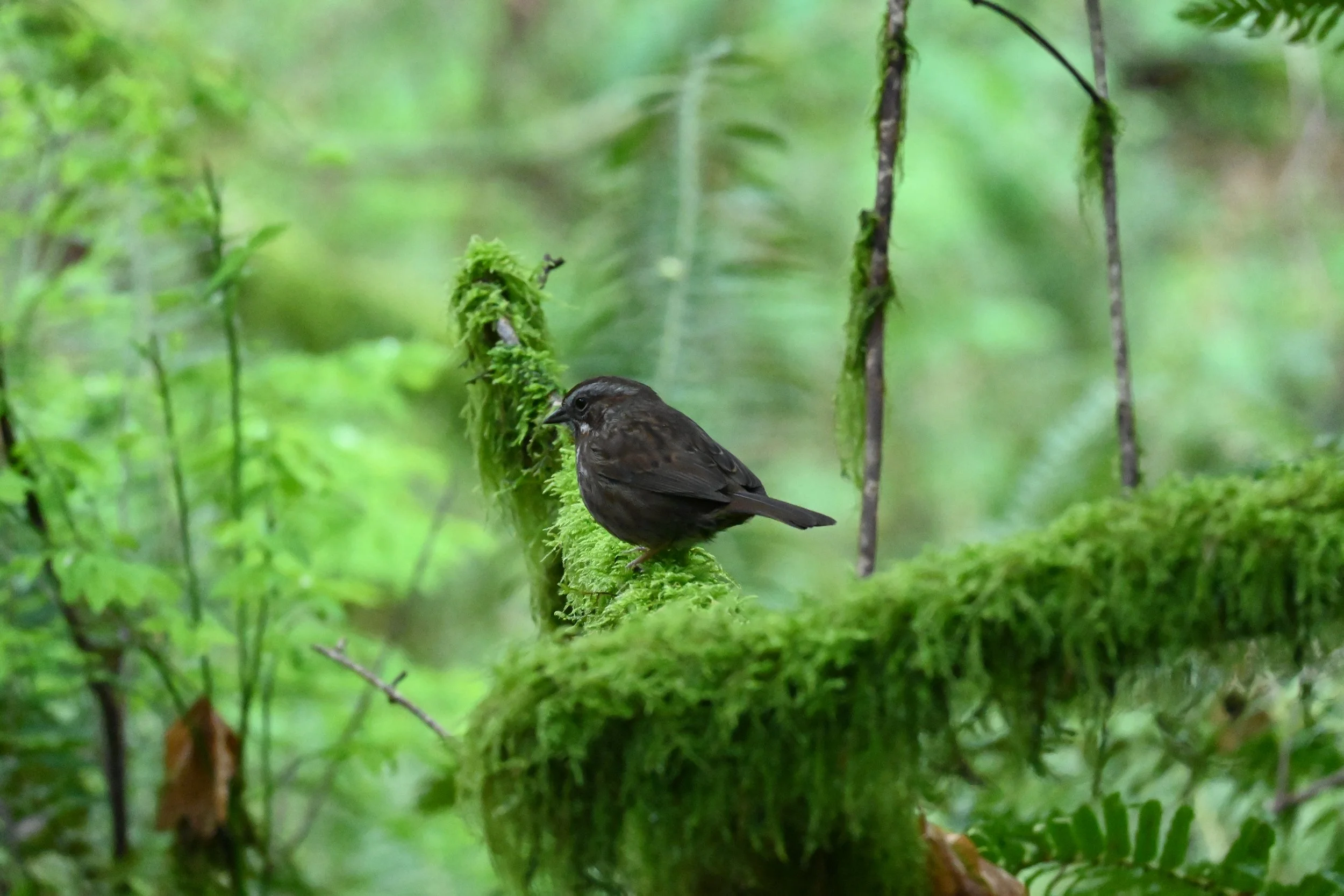 A small brown bird perched on a moss-covered branch in a lush green forest