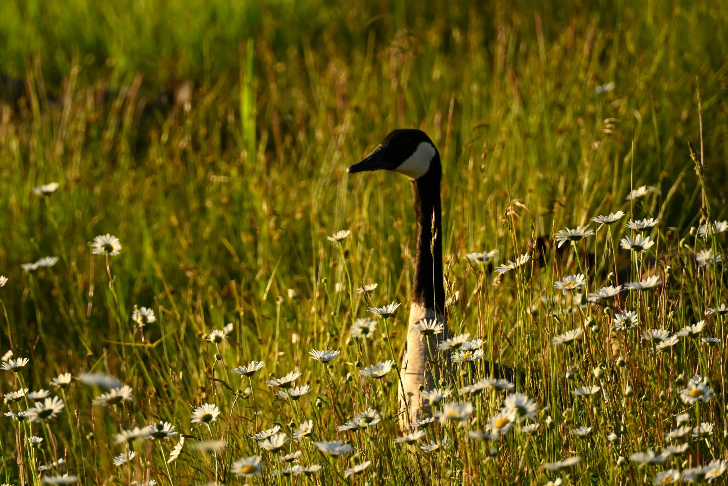 Canada Goose in a field of wildflowers at sunset.