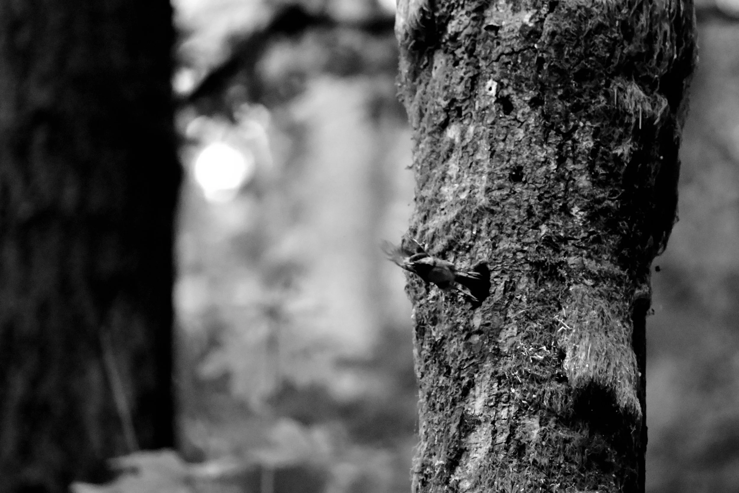 DSC_2002.png
