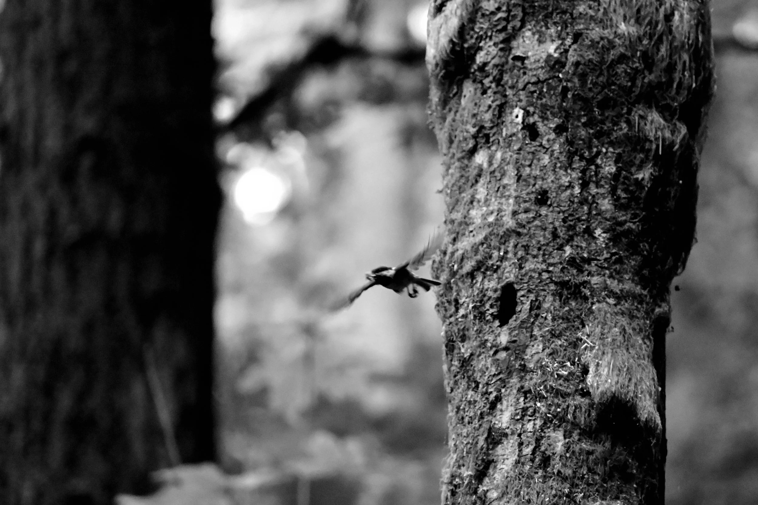 DSC_2003.png