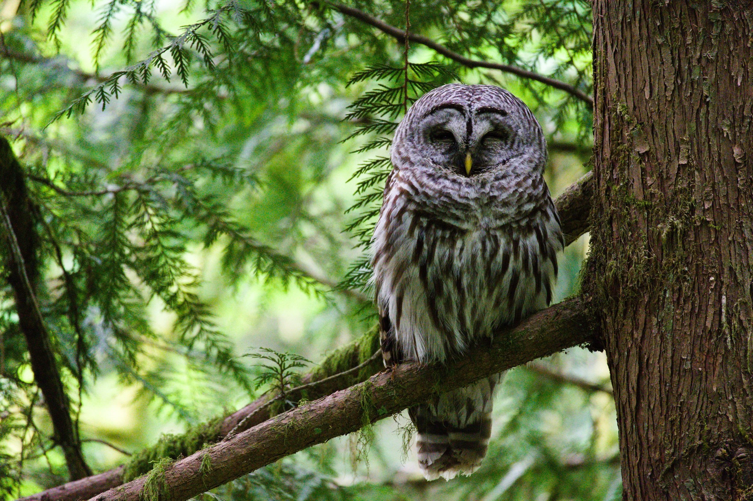 Barred Owl