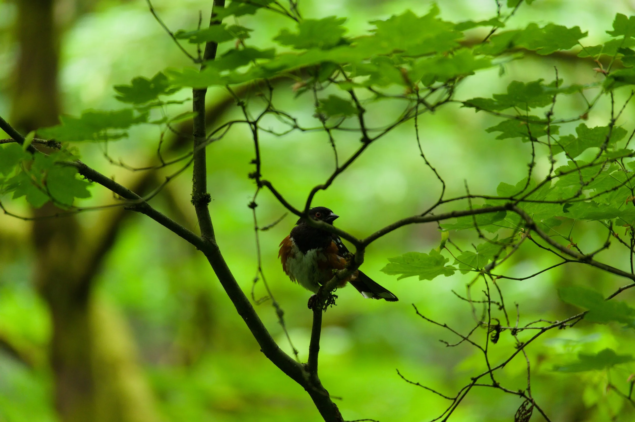 A bird perched on a tree branch amidst green leaves in a forest.