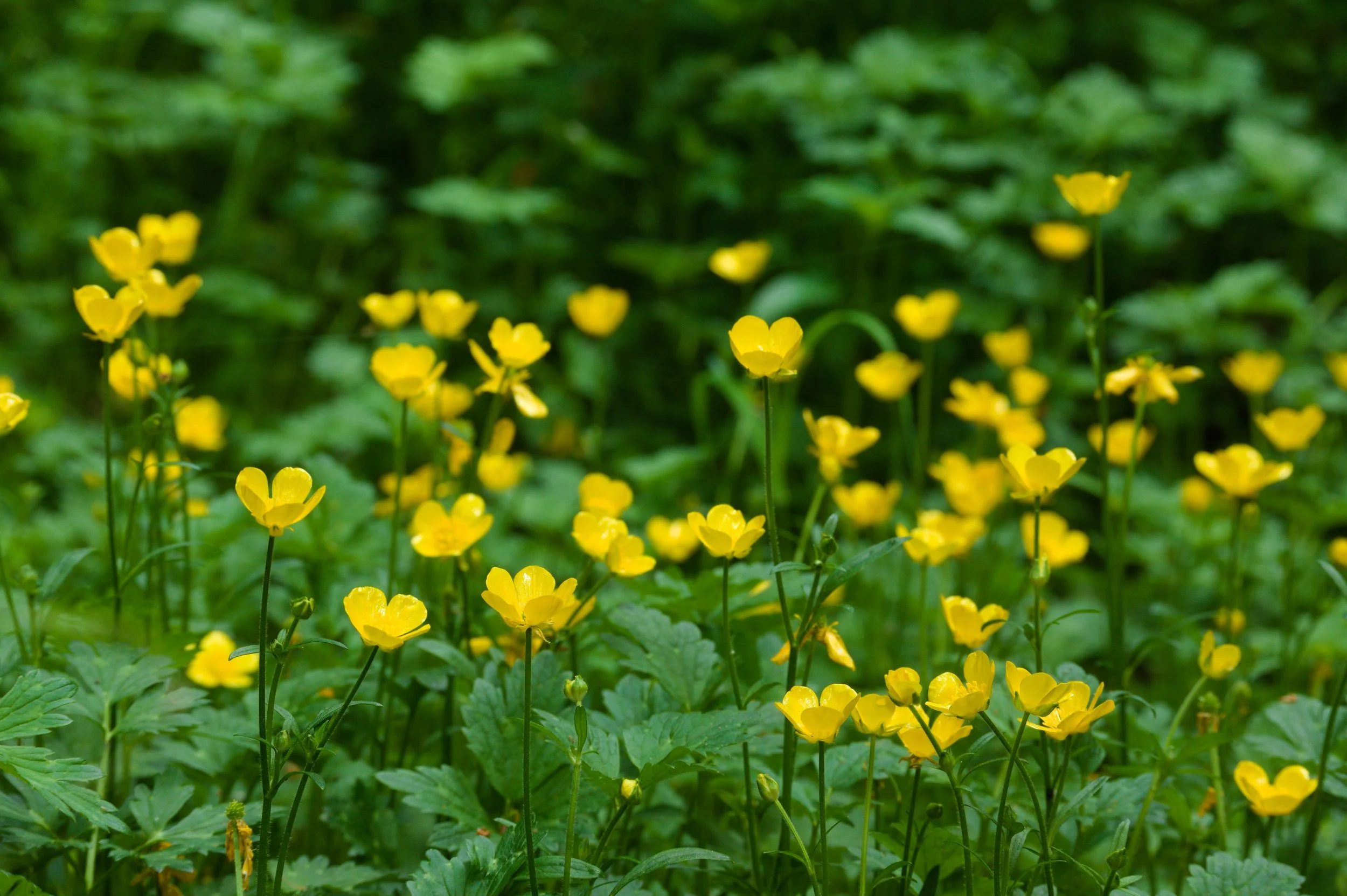 A field of small yellow flowers with green leaves and stems, set against a blurred green background.