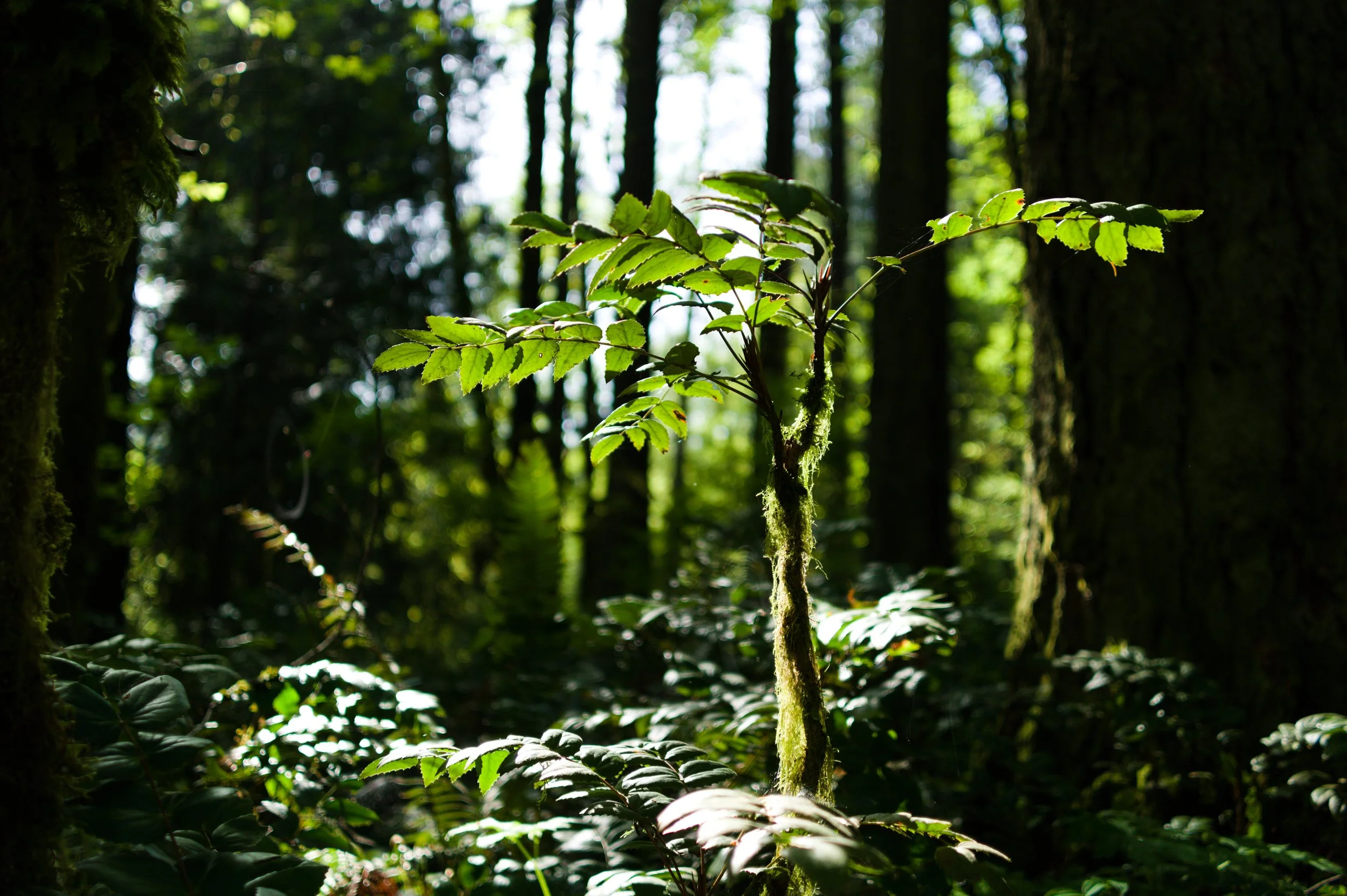 A young plant growing in a dense forest, with sunlight filtering through tall trees in the background.