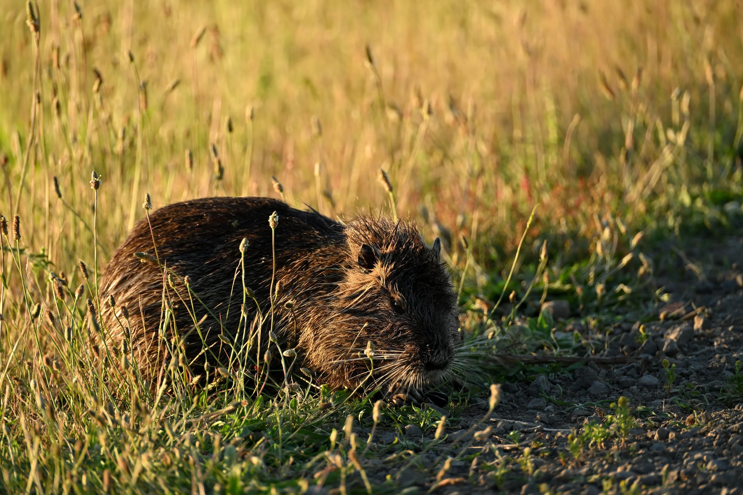 Nutria at sunset.