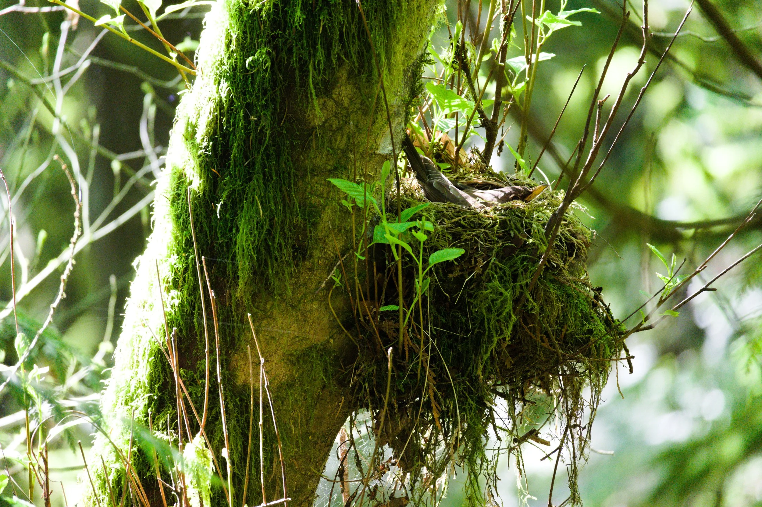 Close-up of a tree trunk covered in moss with a bird nest built on it, surrounded by green leaves and branches.