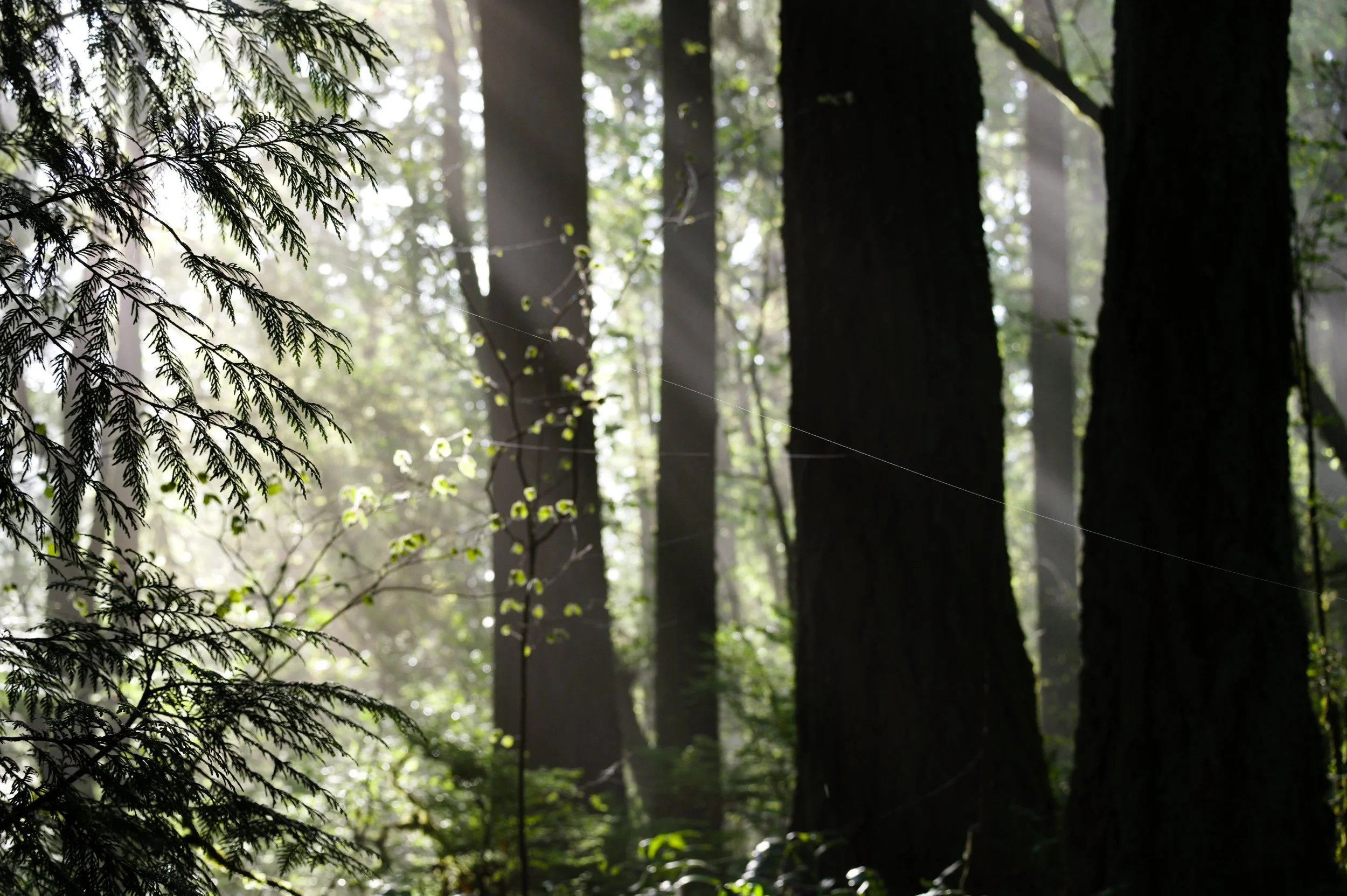 Sunlight filtering through a dense forest with tall trees, green leaves, and a misty atmosphere.