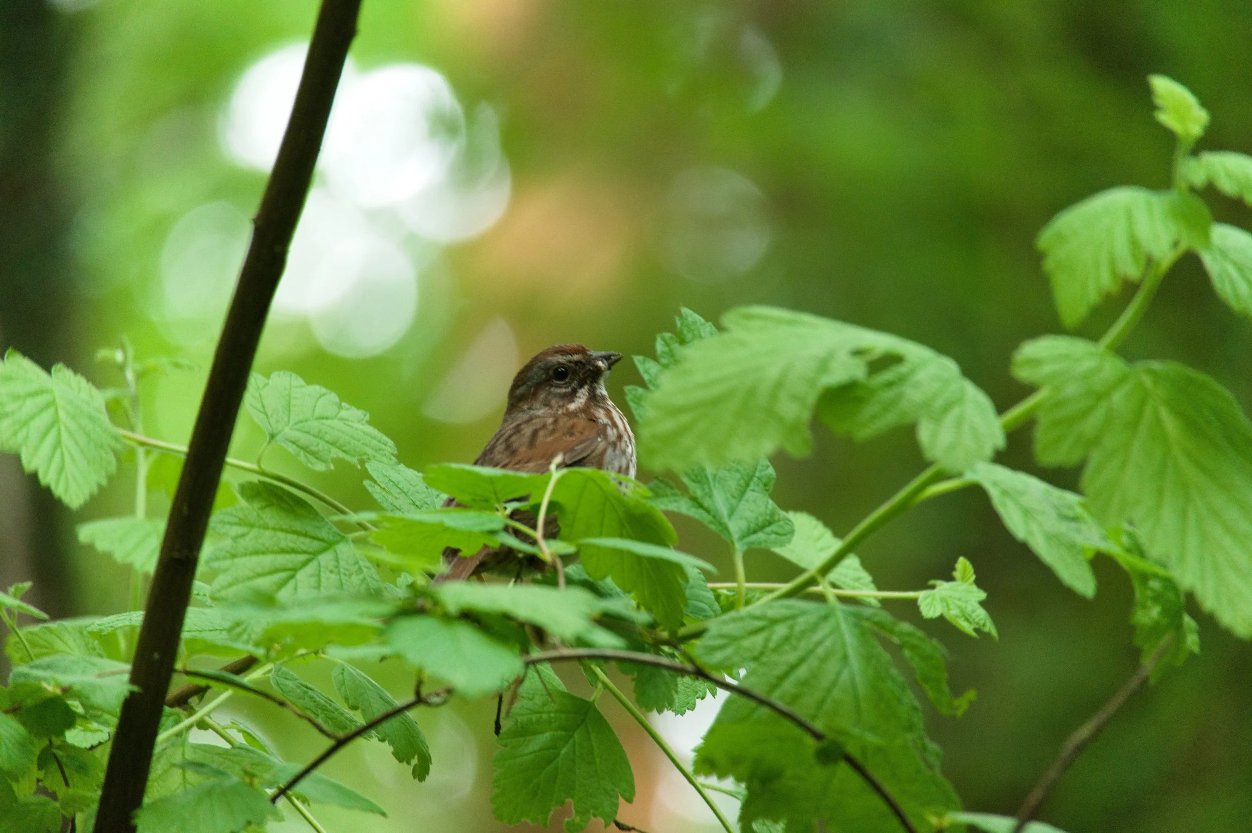 A small bird perched on a branch surrounded by green leaves with a blurred green background.