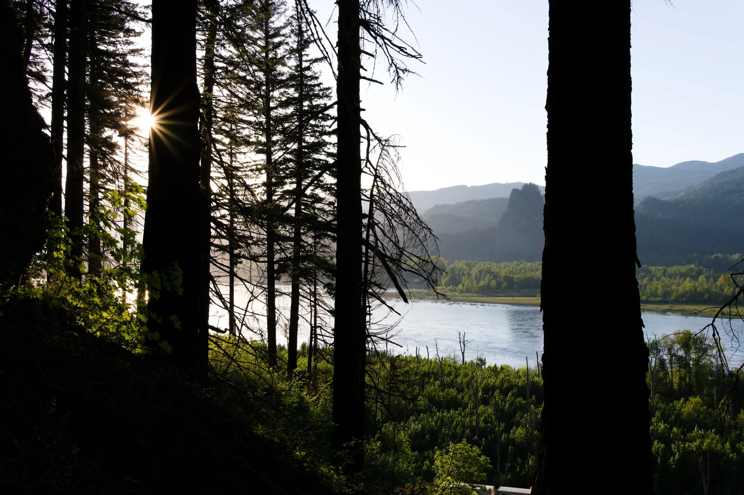 Sunlight shining through tall trees overlooking a river and mountainous landscape.
