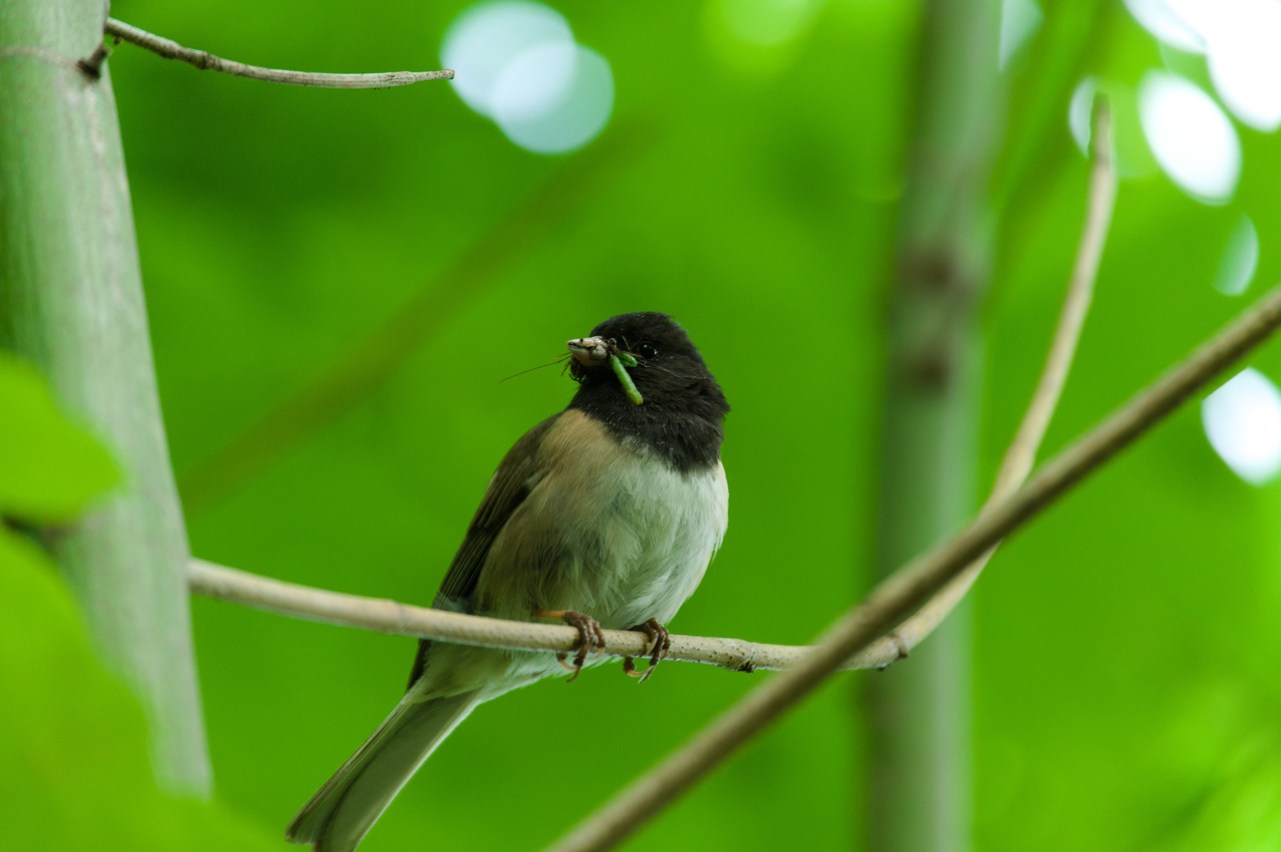 A small bird perched on a branch holding a green insect in its beak, with a blurred green background.
