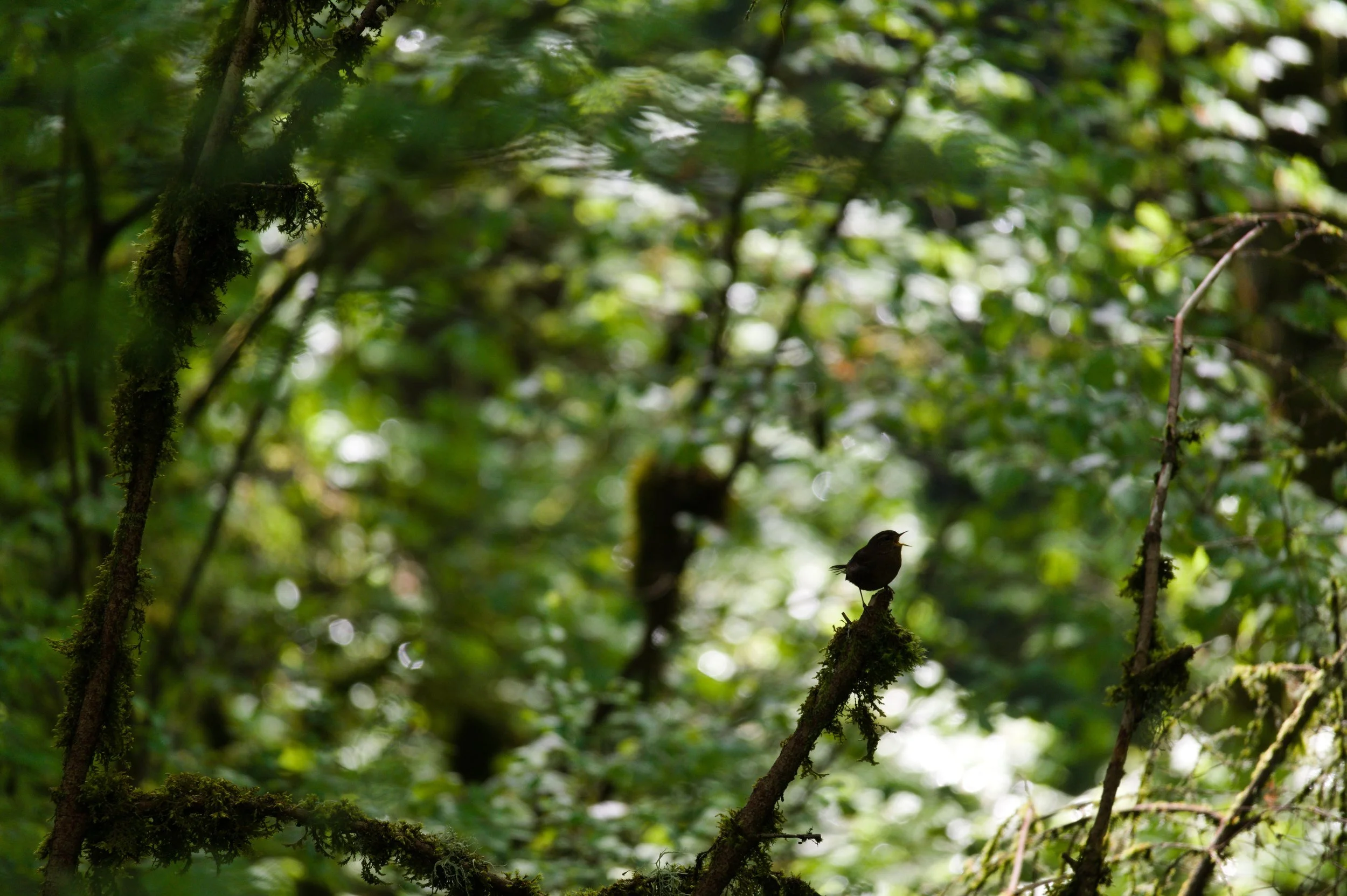 A dense green forest with moss-covered branches and leaves. A small bird is perched on a branch in the lower right part of the image. Sunlight filters through the canopy creating a bokeh effect.