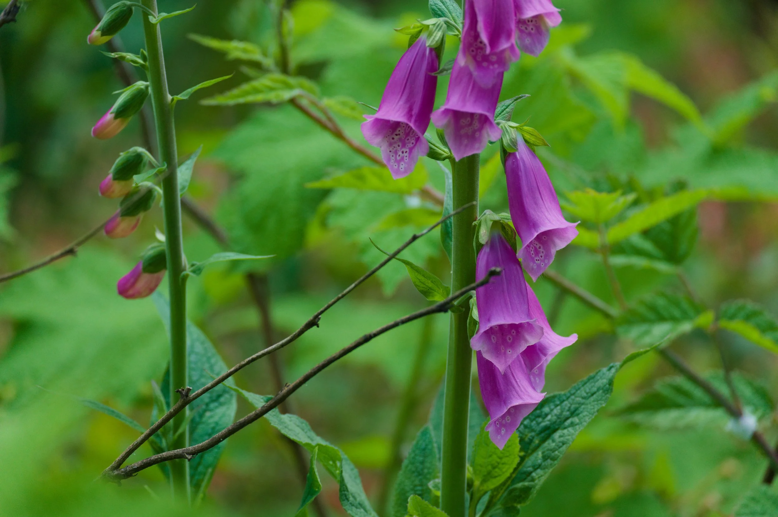 Close-up of tall purple foxglove flowers with bell-shaped blossoms hanging along a green stem, surrounded by green leaves and blurred natural background.