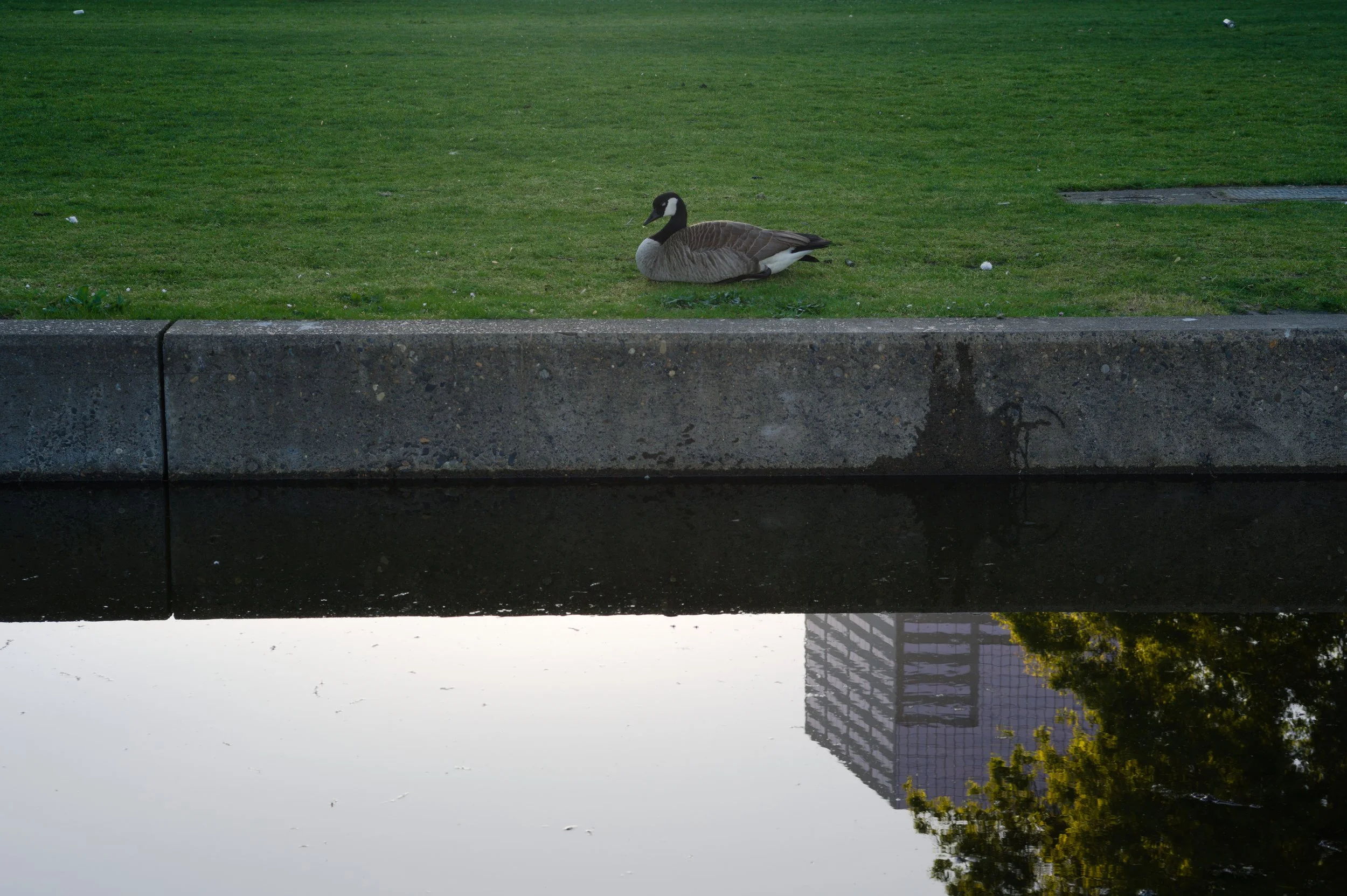 A Canada goose resting on a grassy area beside a concrete ledge, with a body of water in the foreground and a building with reflective windows in the background.