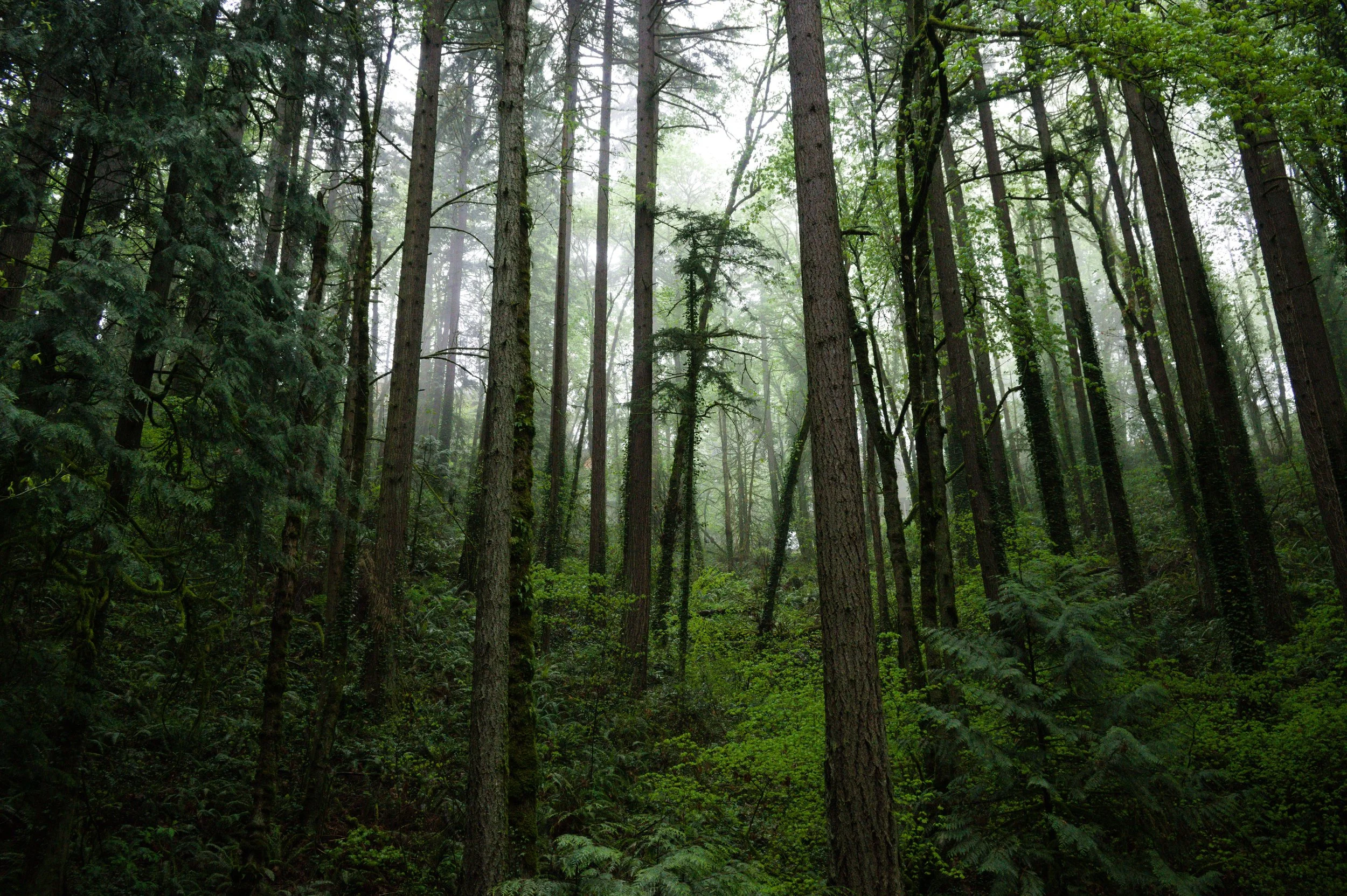 A dense forest scene with tall trees covered in moss and greenery, foggy atmosphere, lush foliage, and undergrowth.