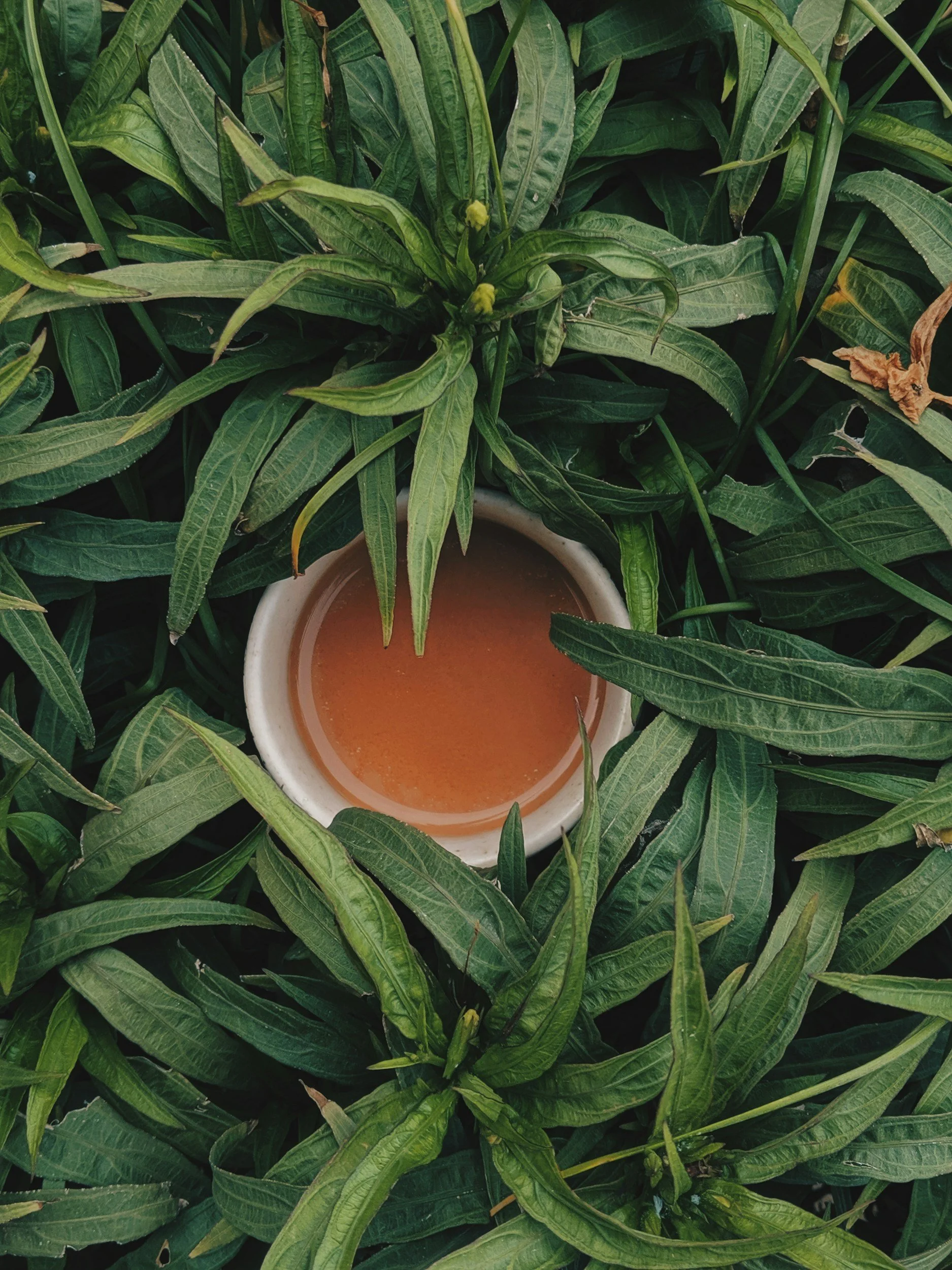 Green leafy plants surrounding a small bowl of brown liquid in the center.