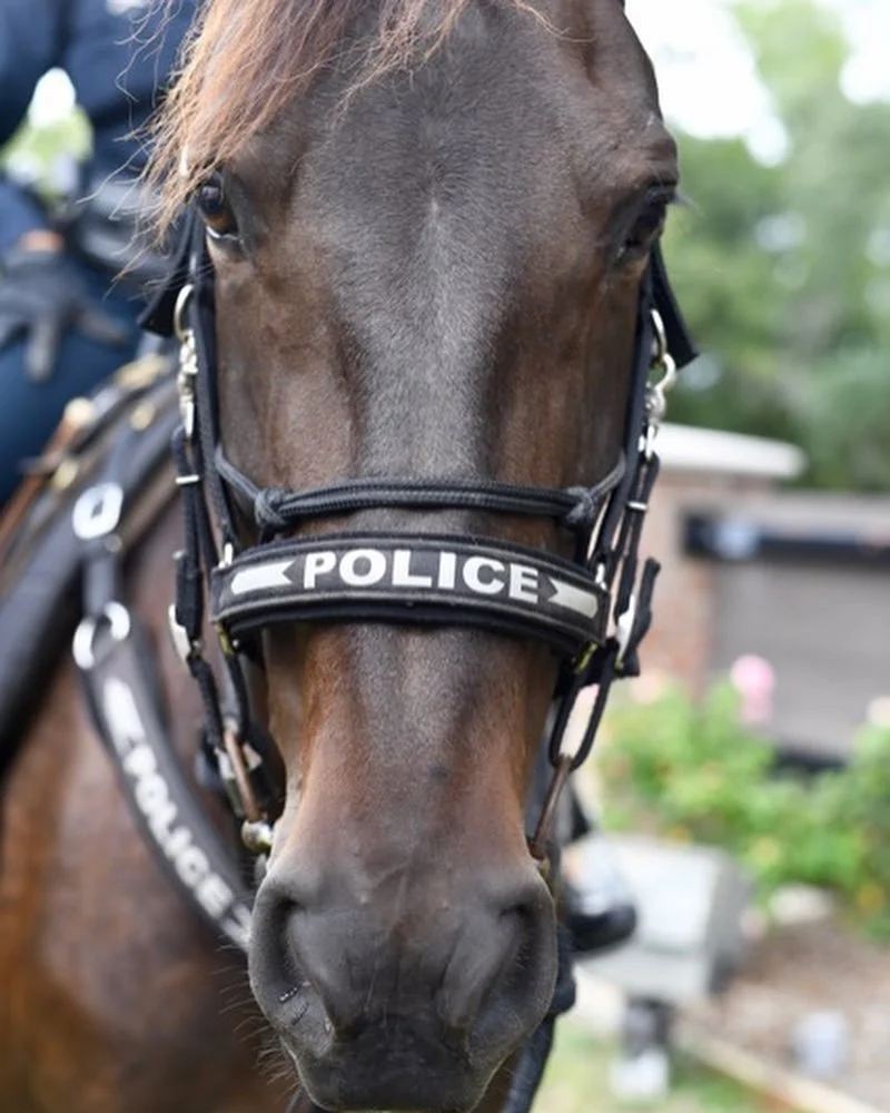 AND THE HORSE IS OK TOO.