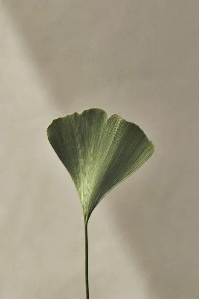 Single green fan-shaped leaf against a plain light-colored background.