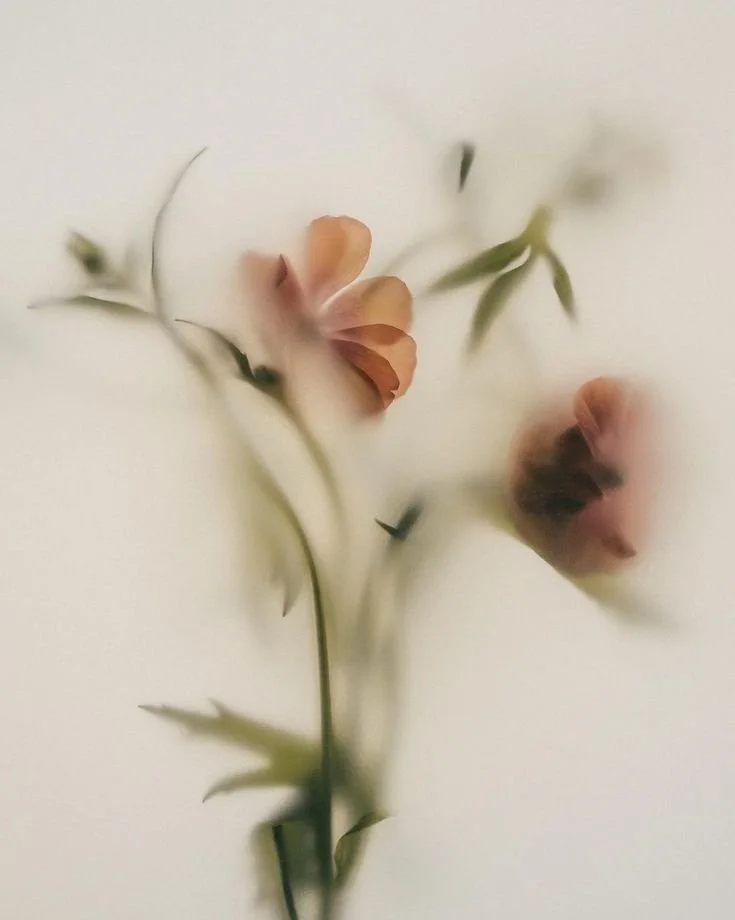 Blurred image of peach-colored flowers with green stems and leaves set against a white background.