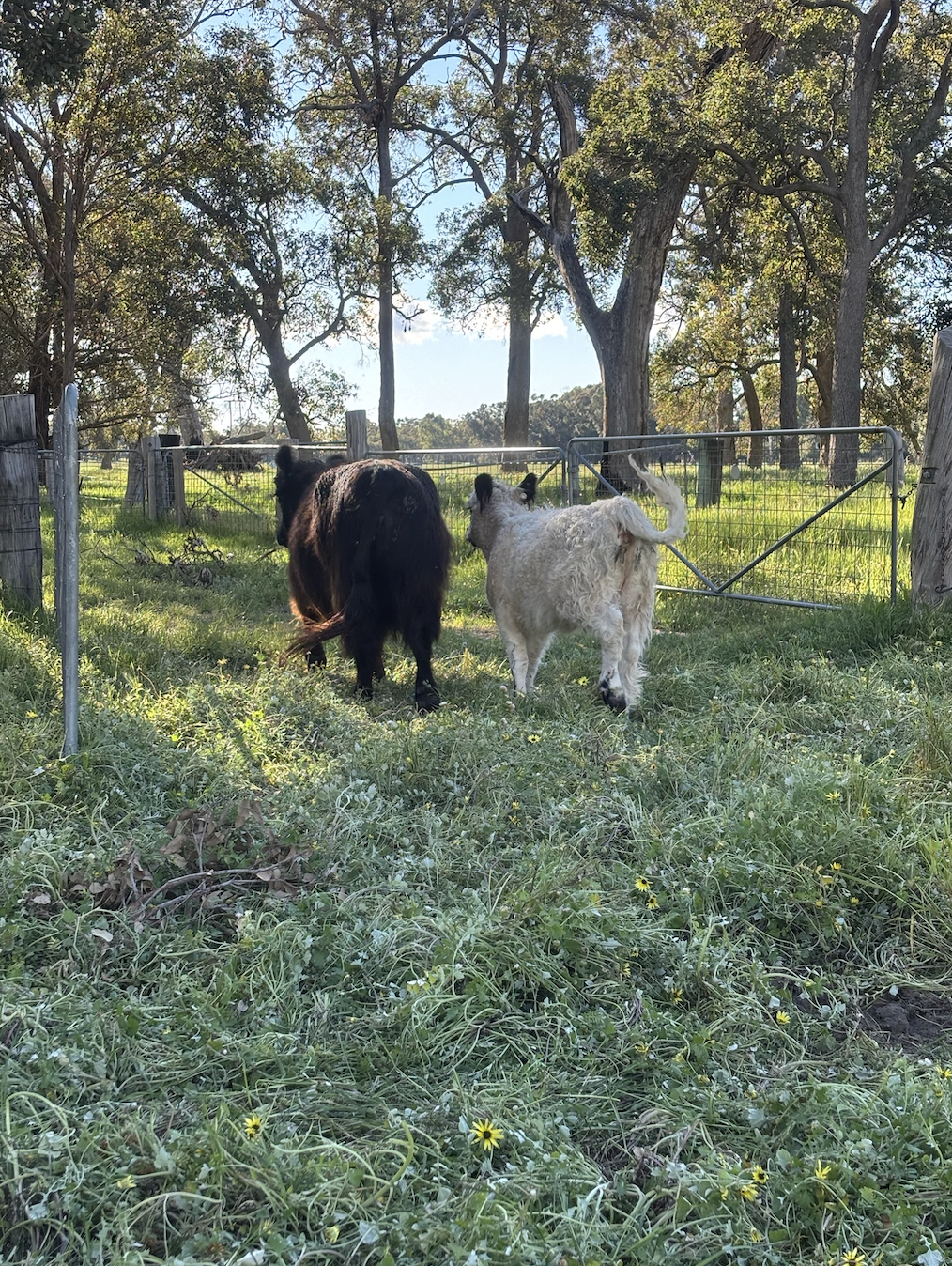 COMING SOON!!! Private mini galloway experience