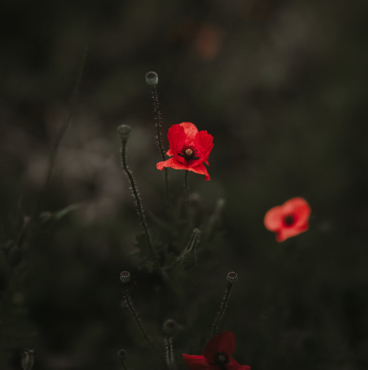 Grief in Perimenopause: Why So Much Is Rising to the Surface Right Now