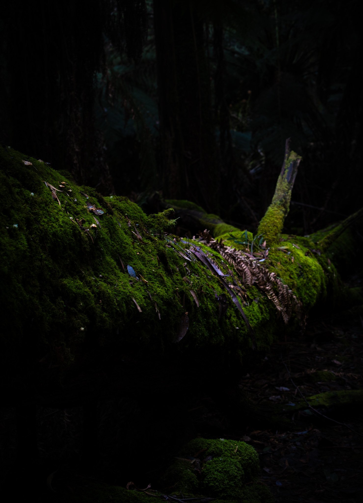 Dark forest scene with a moss-covered log and a small moss ball in the foreground, and dense trees in the background.