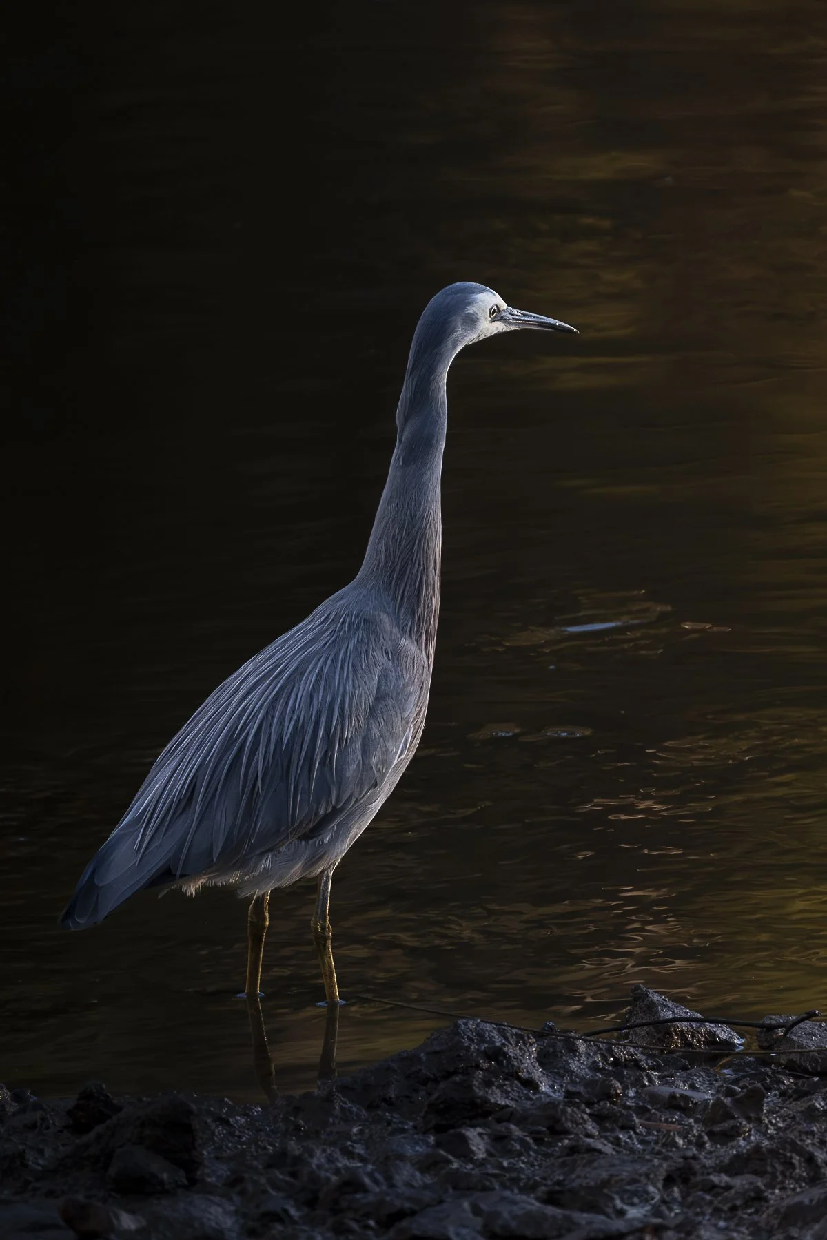 Herron Sunset