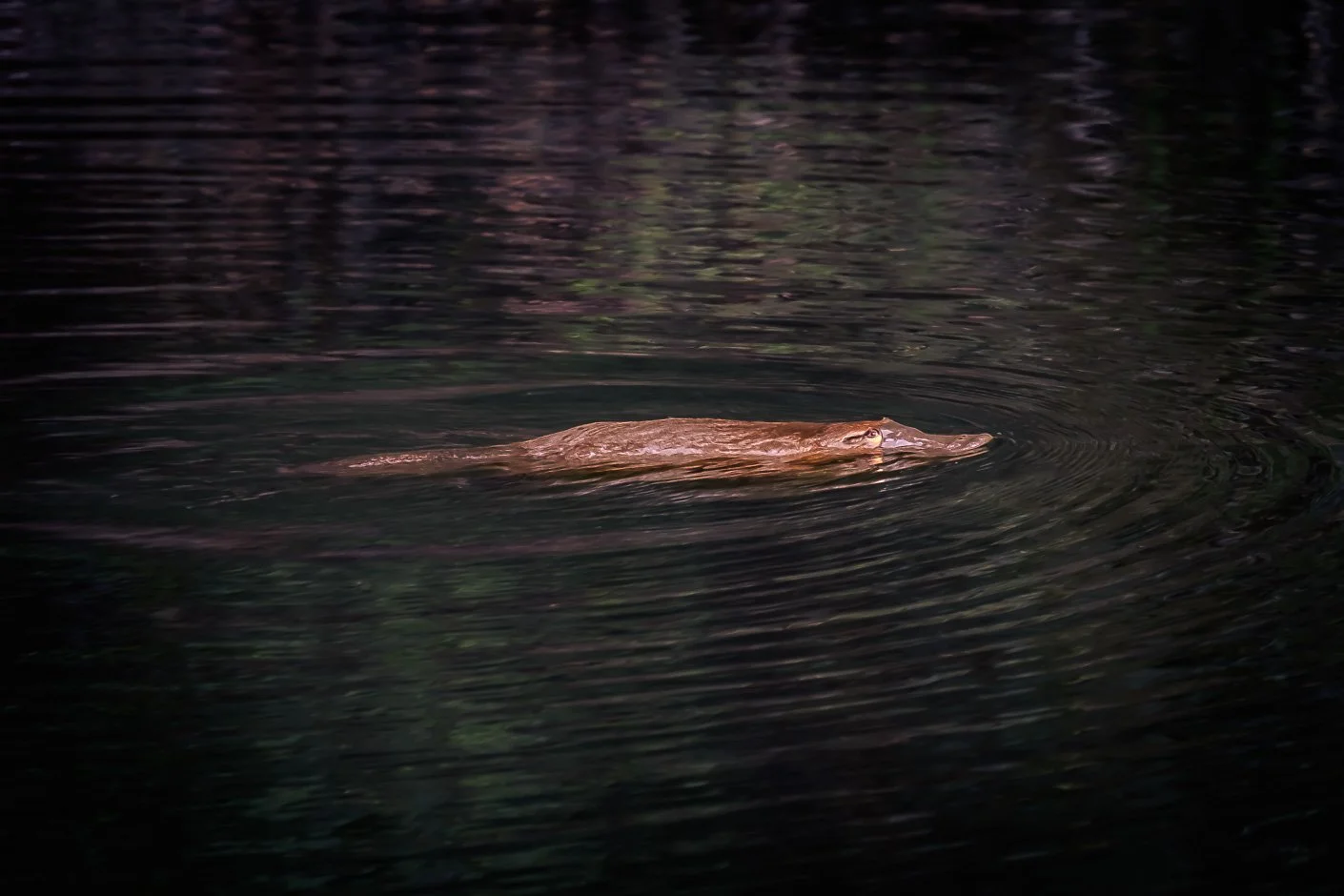 A crocodile swimming in dark water, with ripples around it.