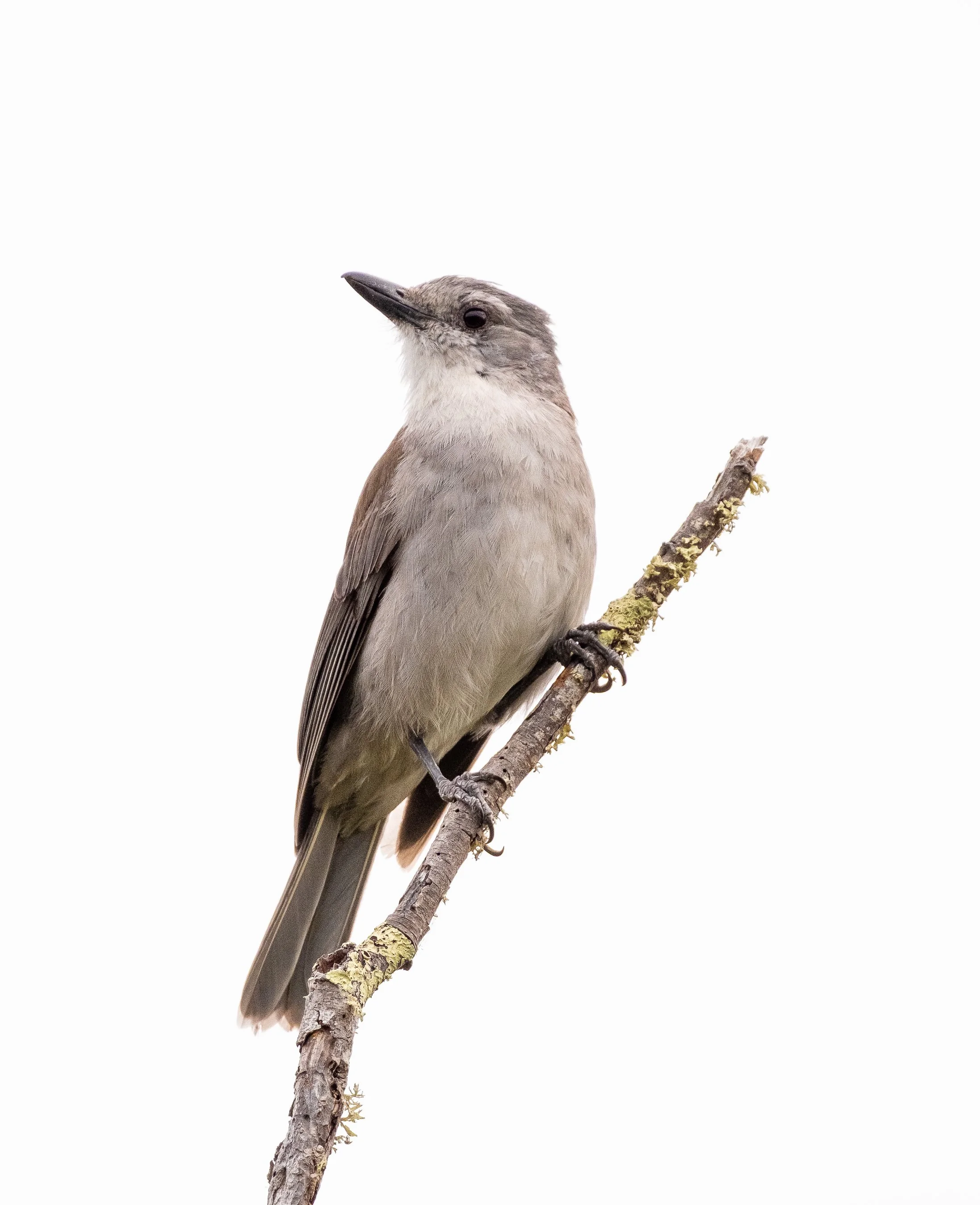 A bird perched on a small tree branch against a white background.