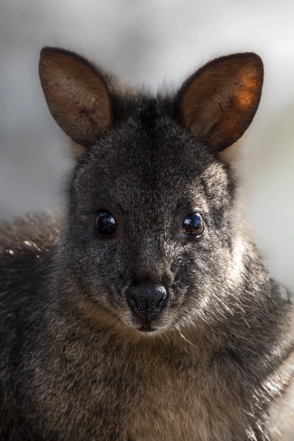 Close-up of a black fox with pointed ears and shiny black eyes.