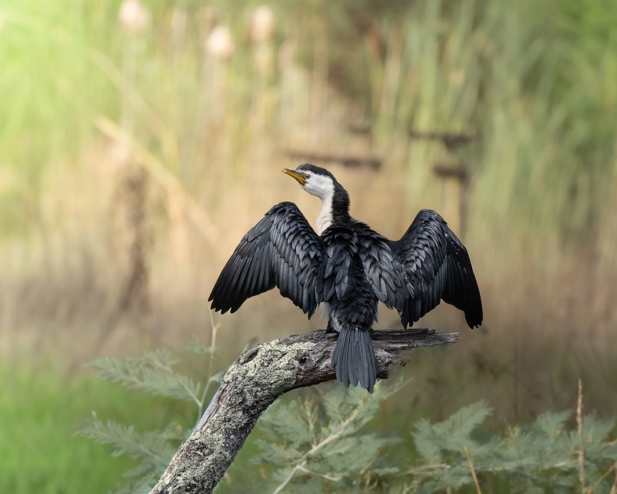 A bird with black and white plumage perched on a branch in a natural setting with green foliage in the background.
