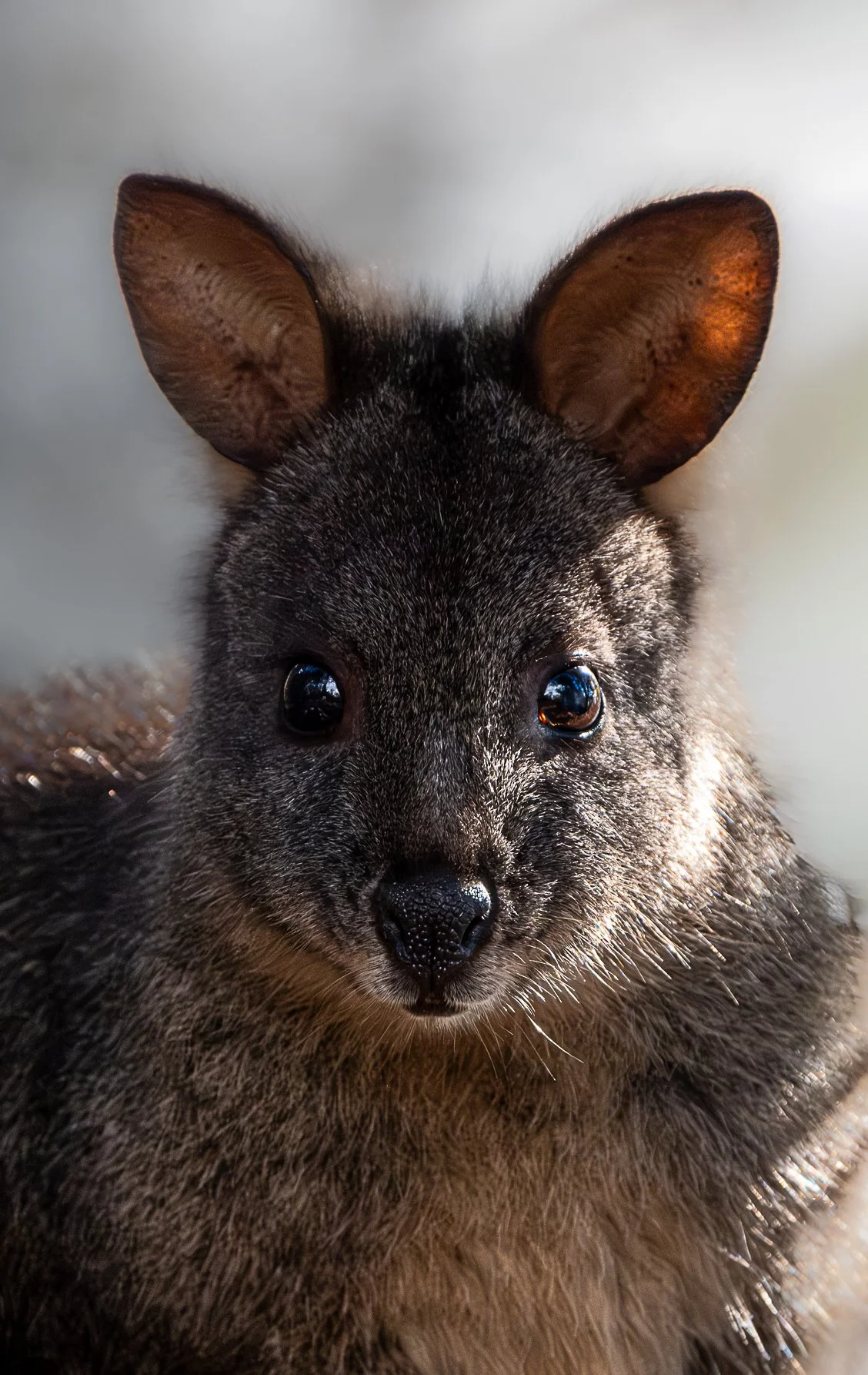 Close-up of a small Pademelon  facing forward.