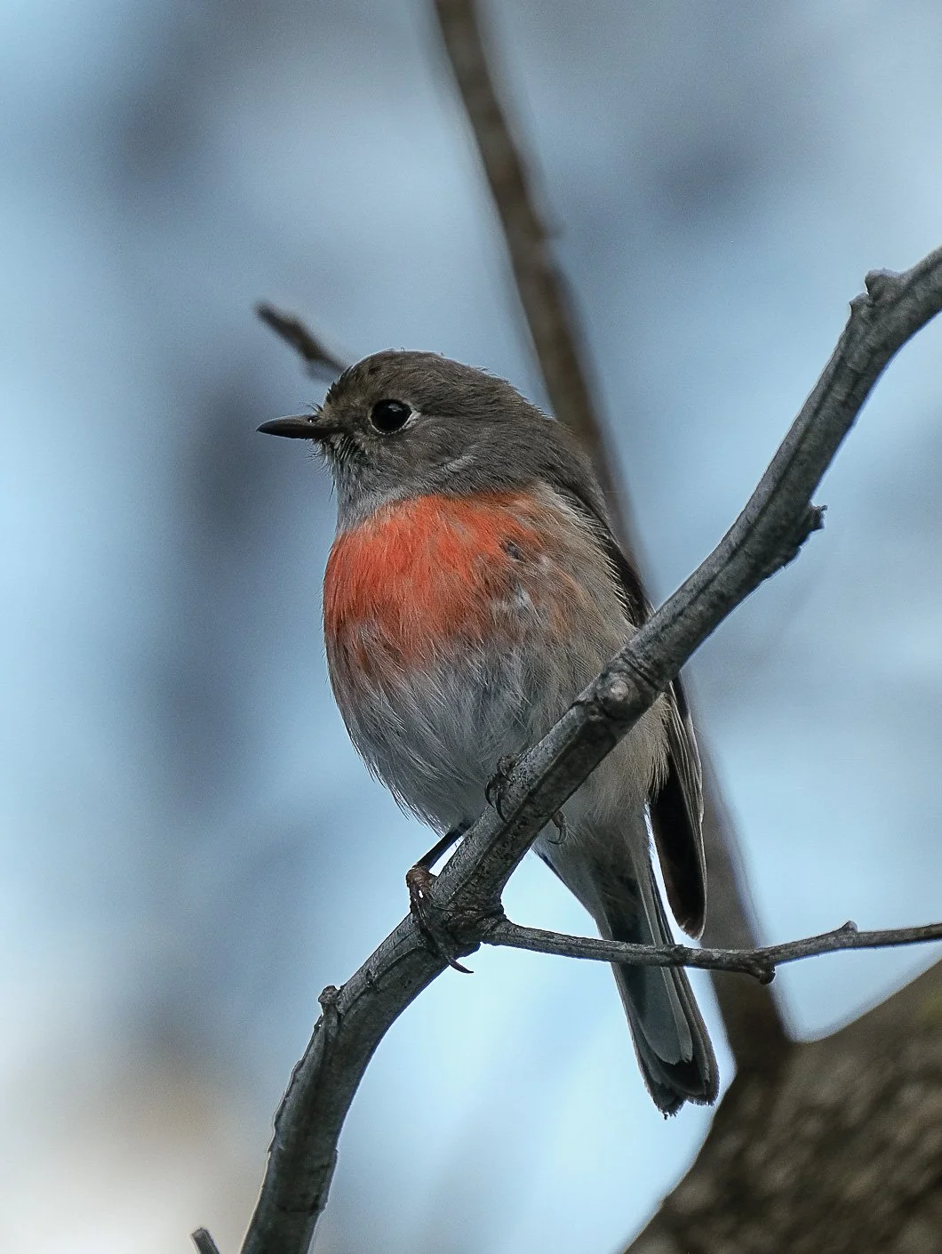Small bird with gray and reddish-orange plumage perched on a branch.