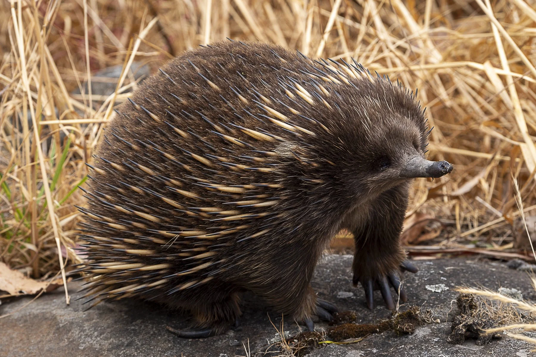 Roadside Friend