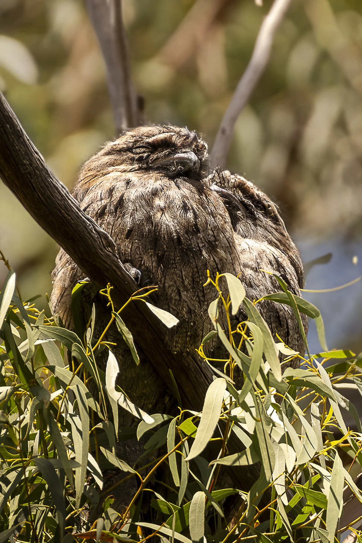 Australias Favourite Bird