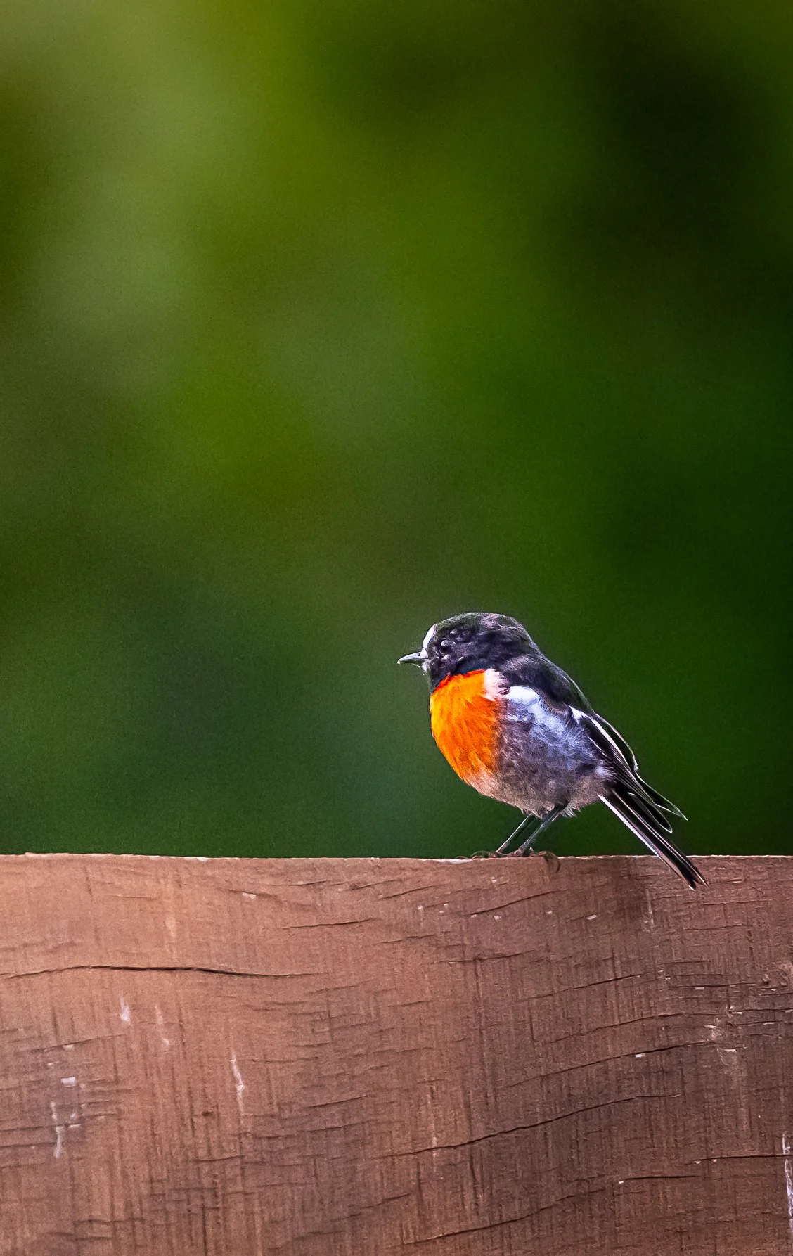 A small bird with black, gray, and bright orange feathers perched on a wooden surface with a blurred green background.