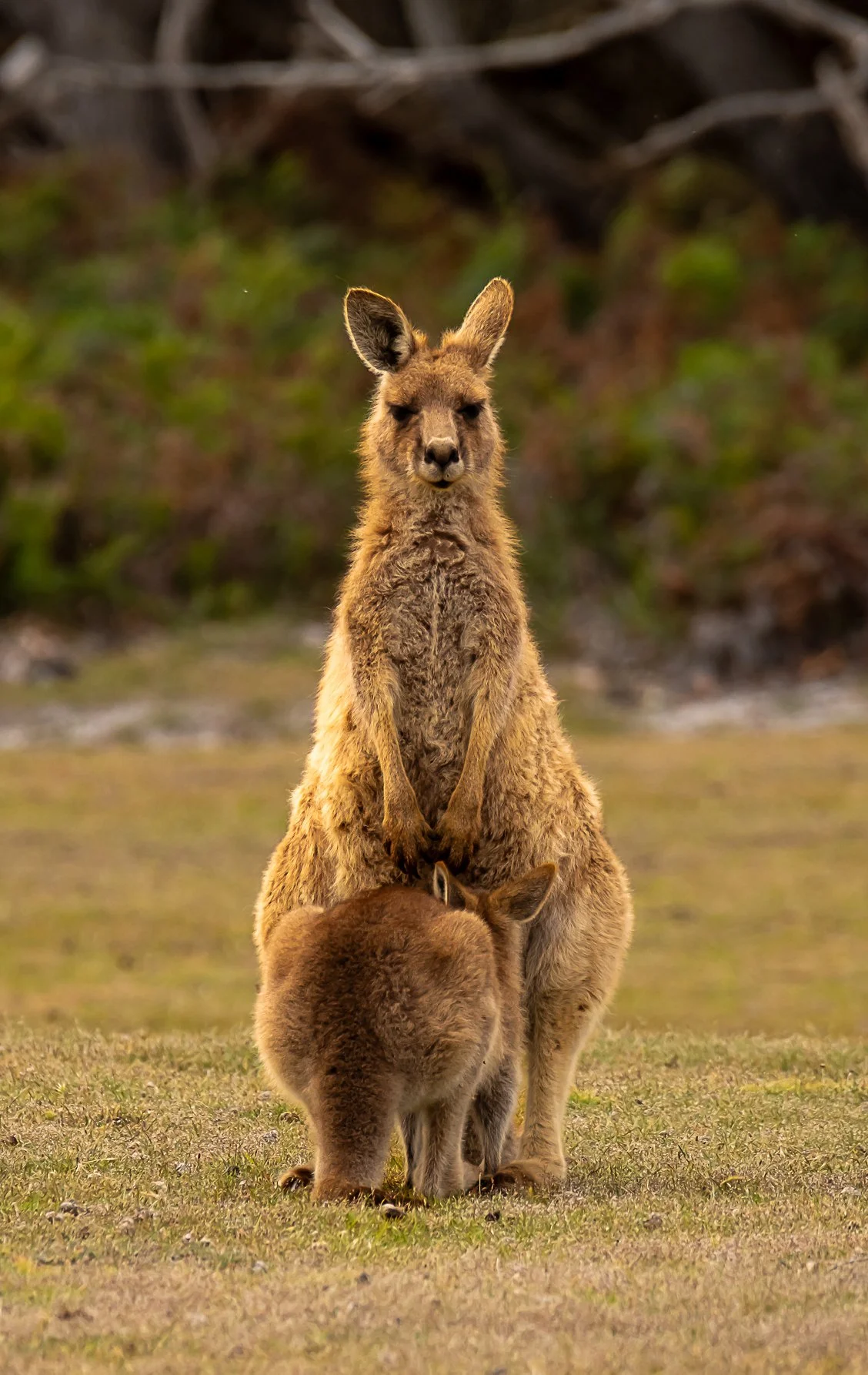 A kangaroo standing on grass with two joeys, one on top with its head visible and another in the pouch, in a natural outdoor setting.