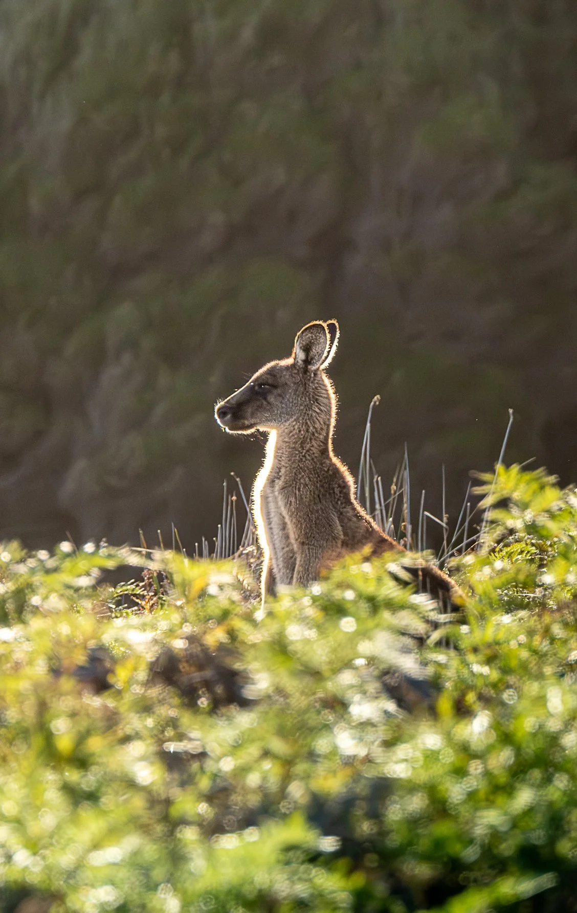 A small Eastern gray kangaroo sitting upright on grassy terrain with a blurred natural background, backlit by sunlight.