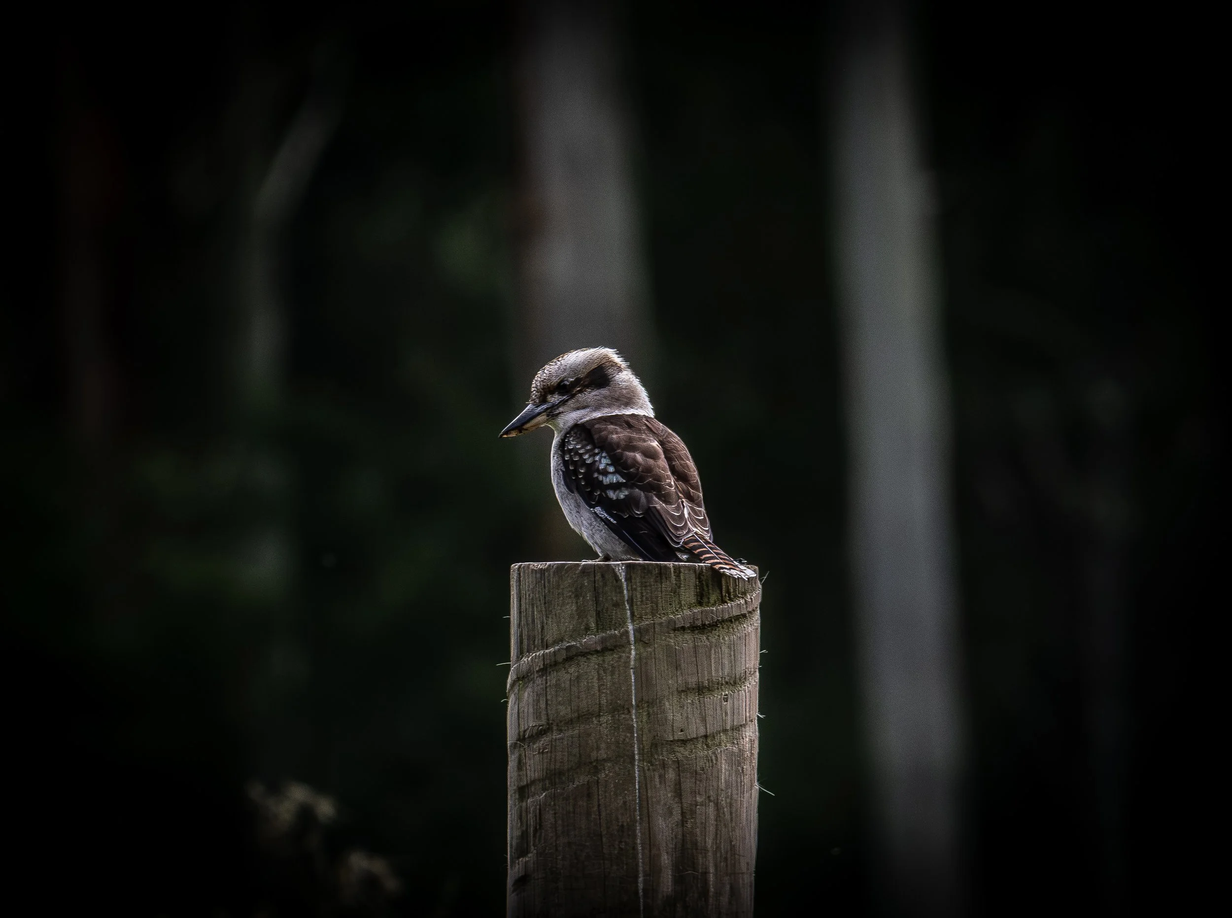 A small bird with brown, white, and black feathers perched on top of a weathered wooden post.