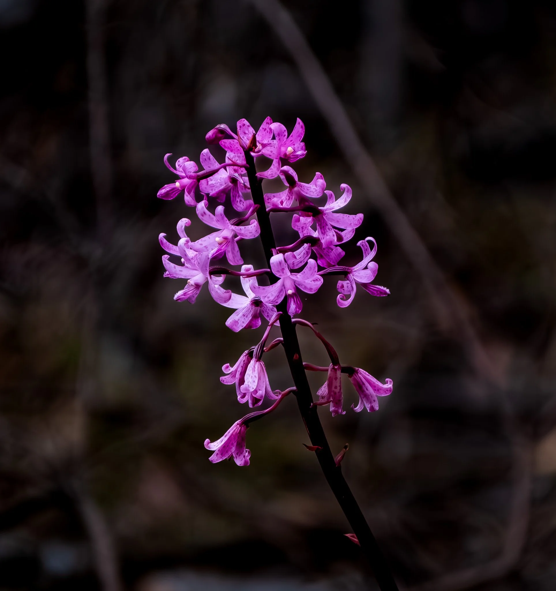 Close-up of a pink and purple orchid flower against a dark, blurred background.