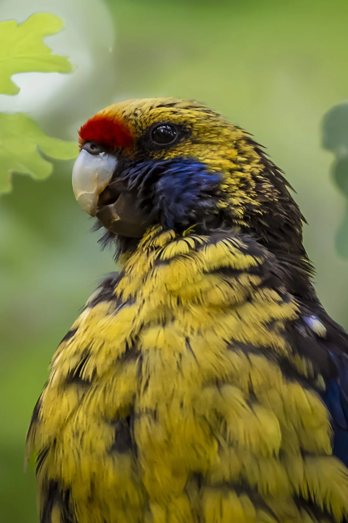 Tasmania's Showstopper