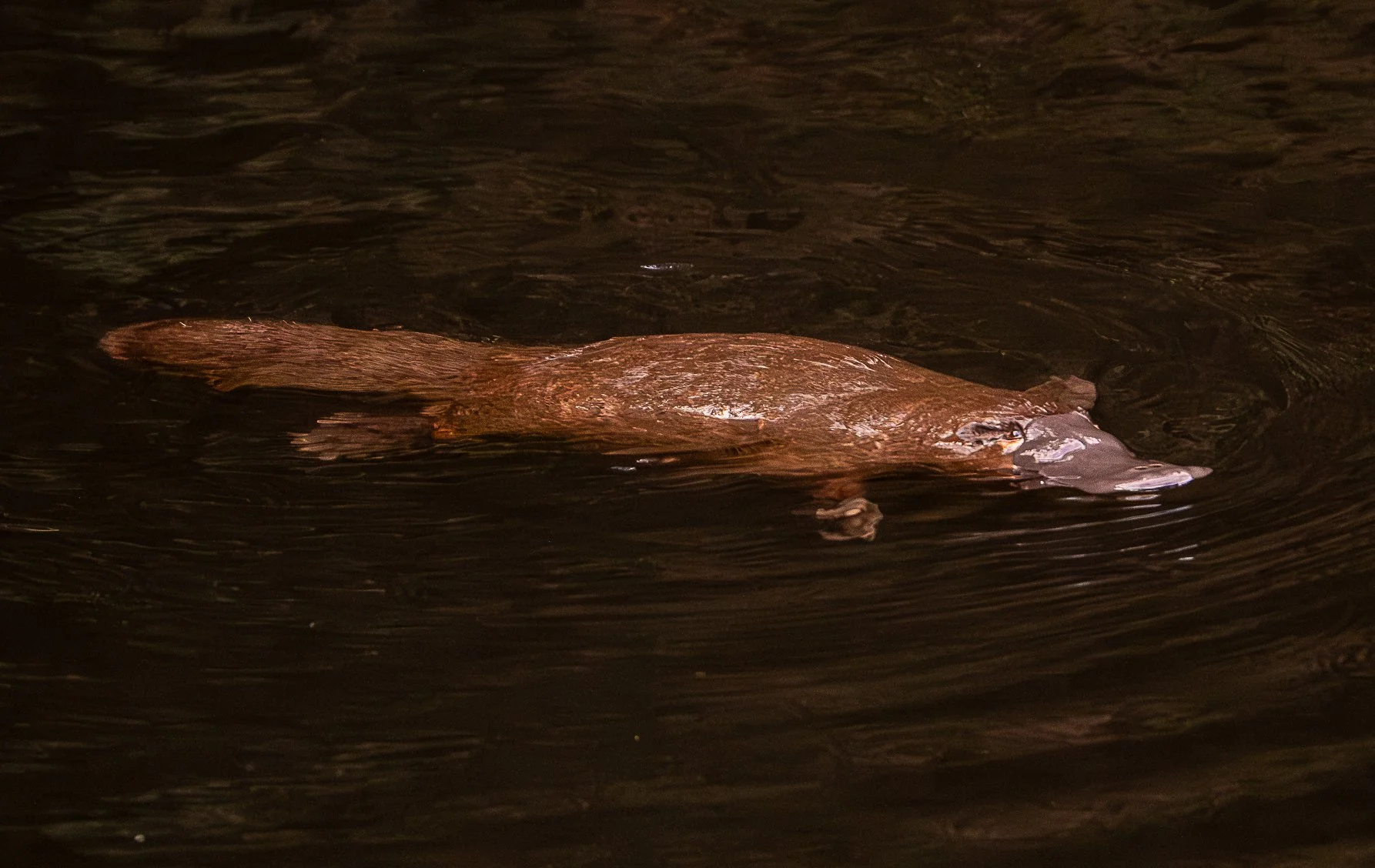 A platypus swimming in dark water at night.